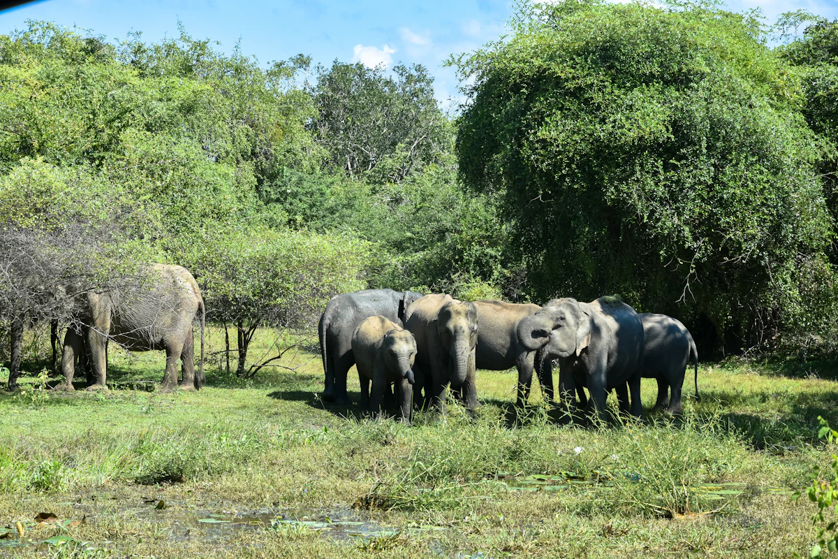 Yala, Sri Lanka