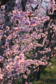 Rows of blooming pink cherry blossom trees in spring.