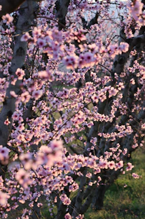 Rows of blooming pink cherry blossom trees in spring.