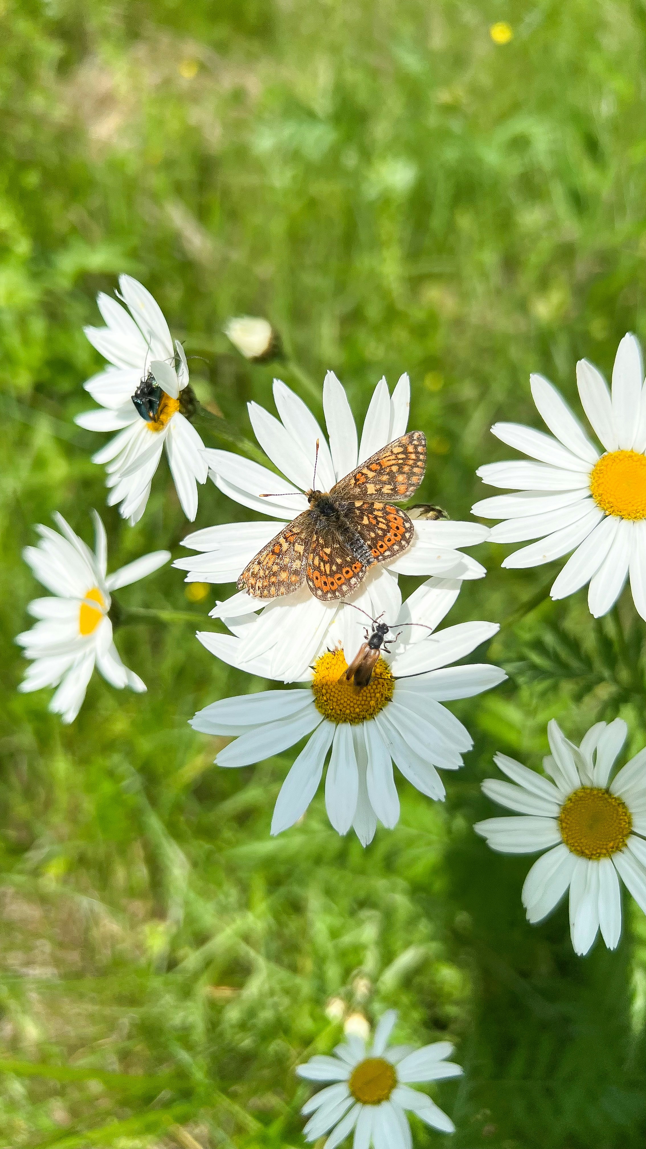 insects in spring