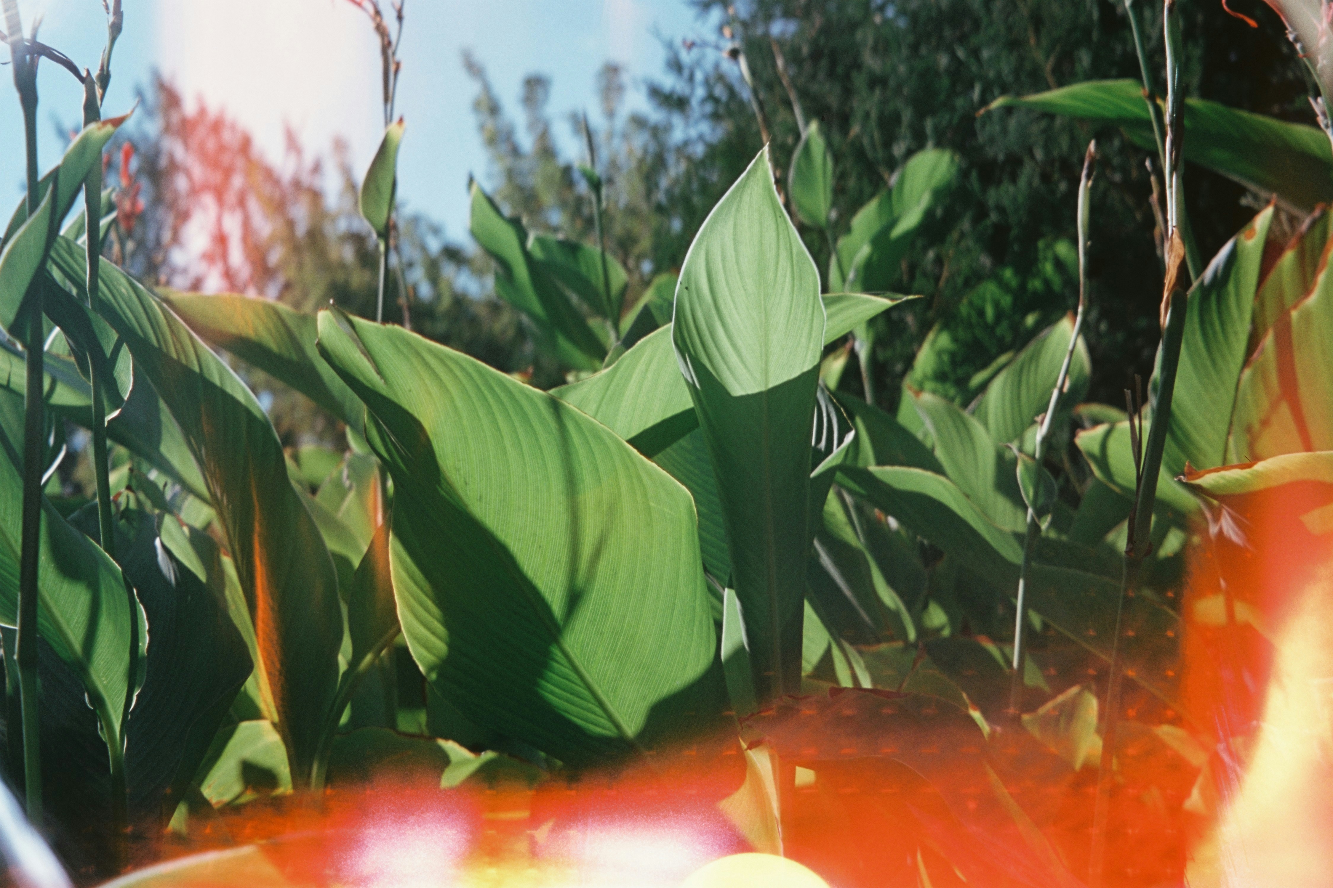 Lush green leaves with sunlight flare and lens flare
