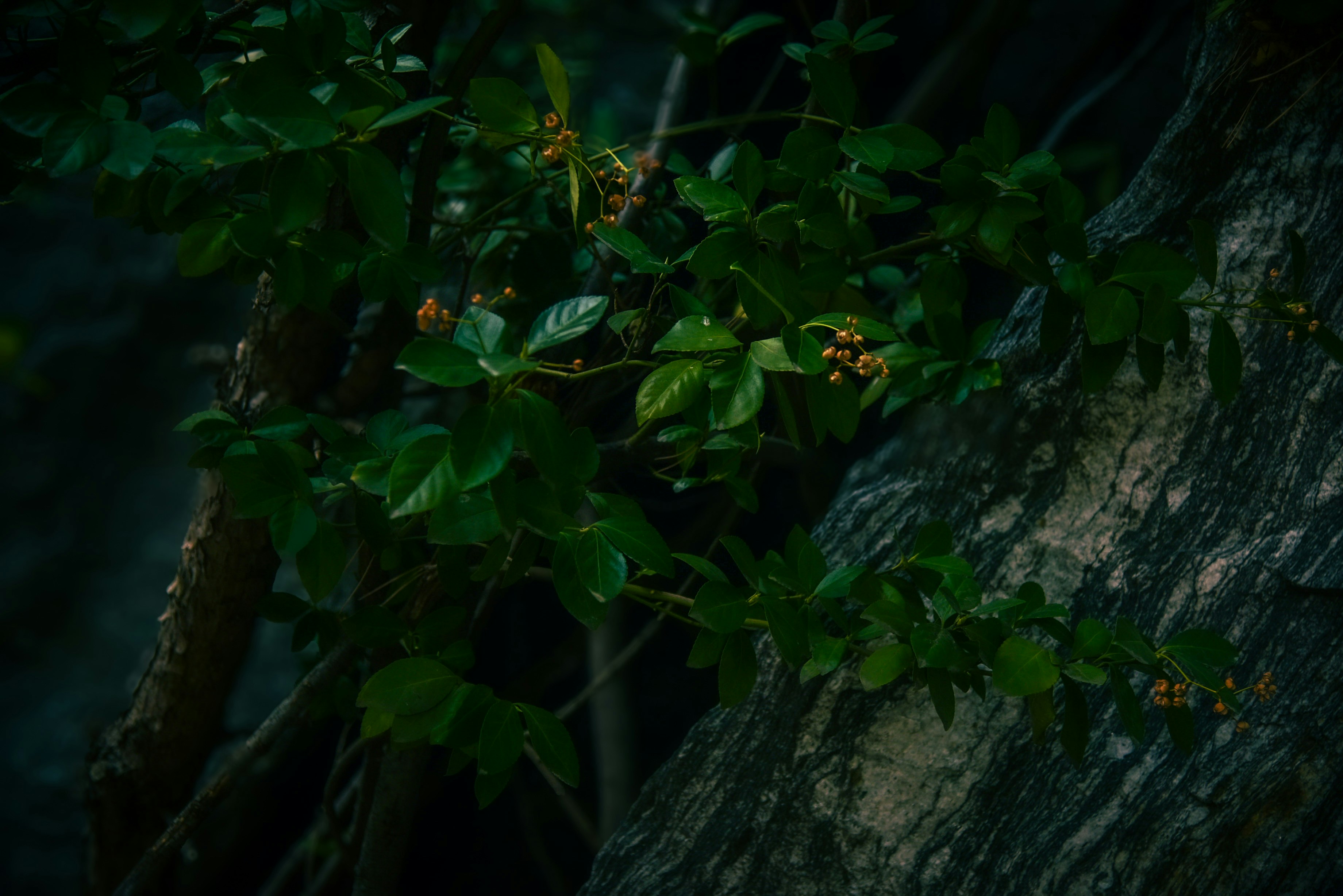 Green leafy branches with small orange buds on rock