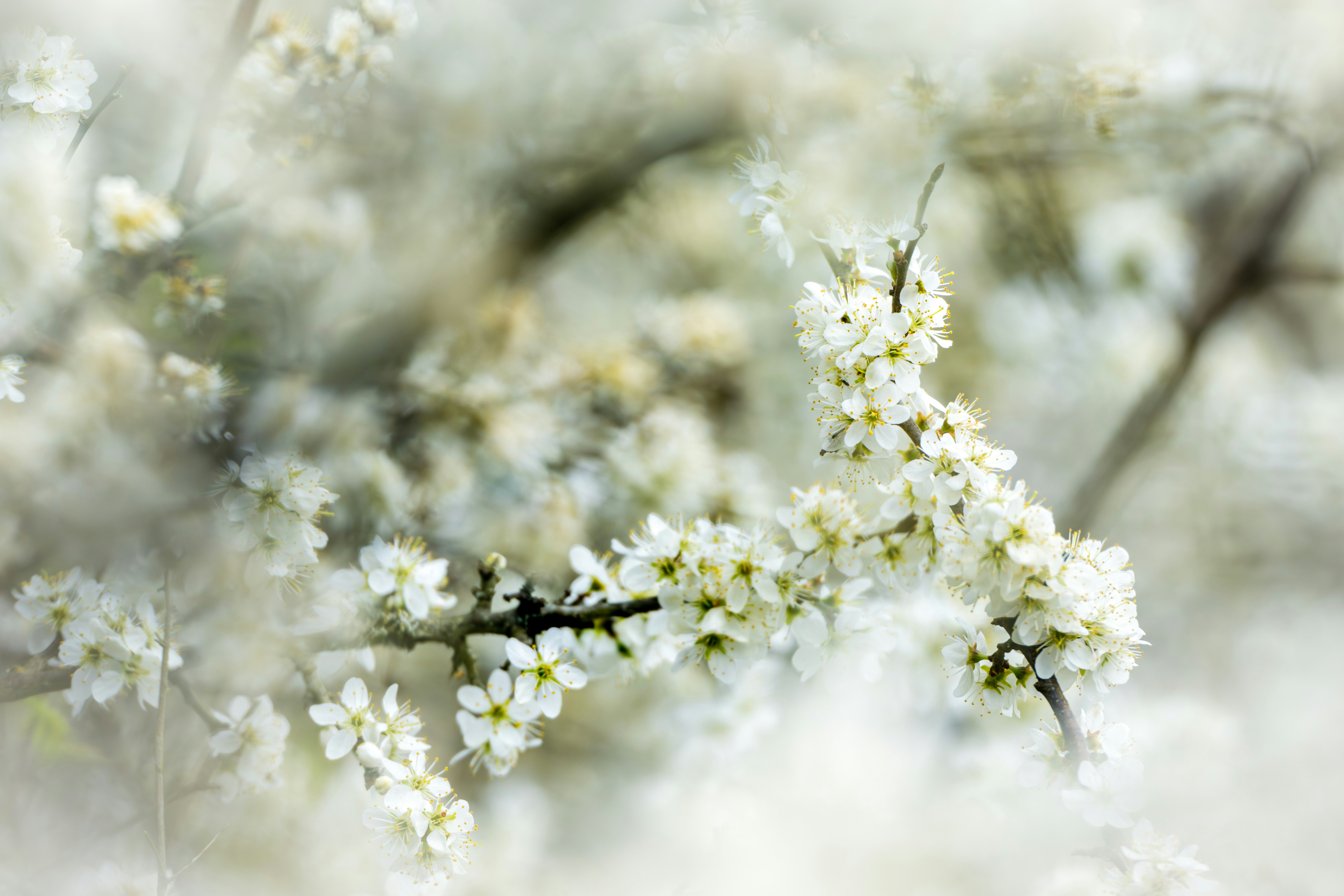 Clarifying Registered Agents: The Business's Lawful Resource