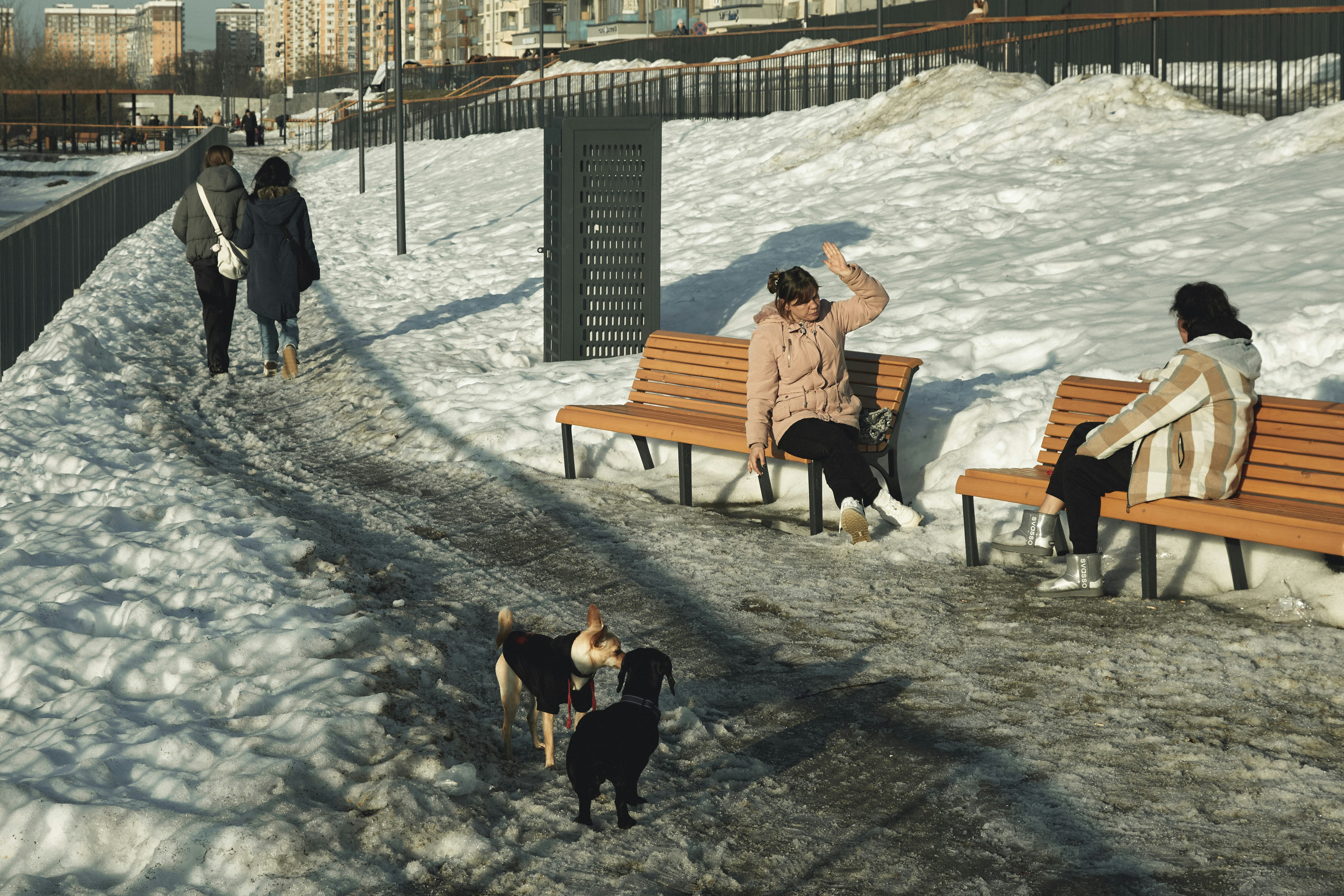 People and dogs on a snowy park path.