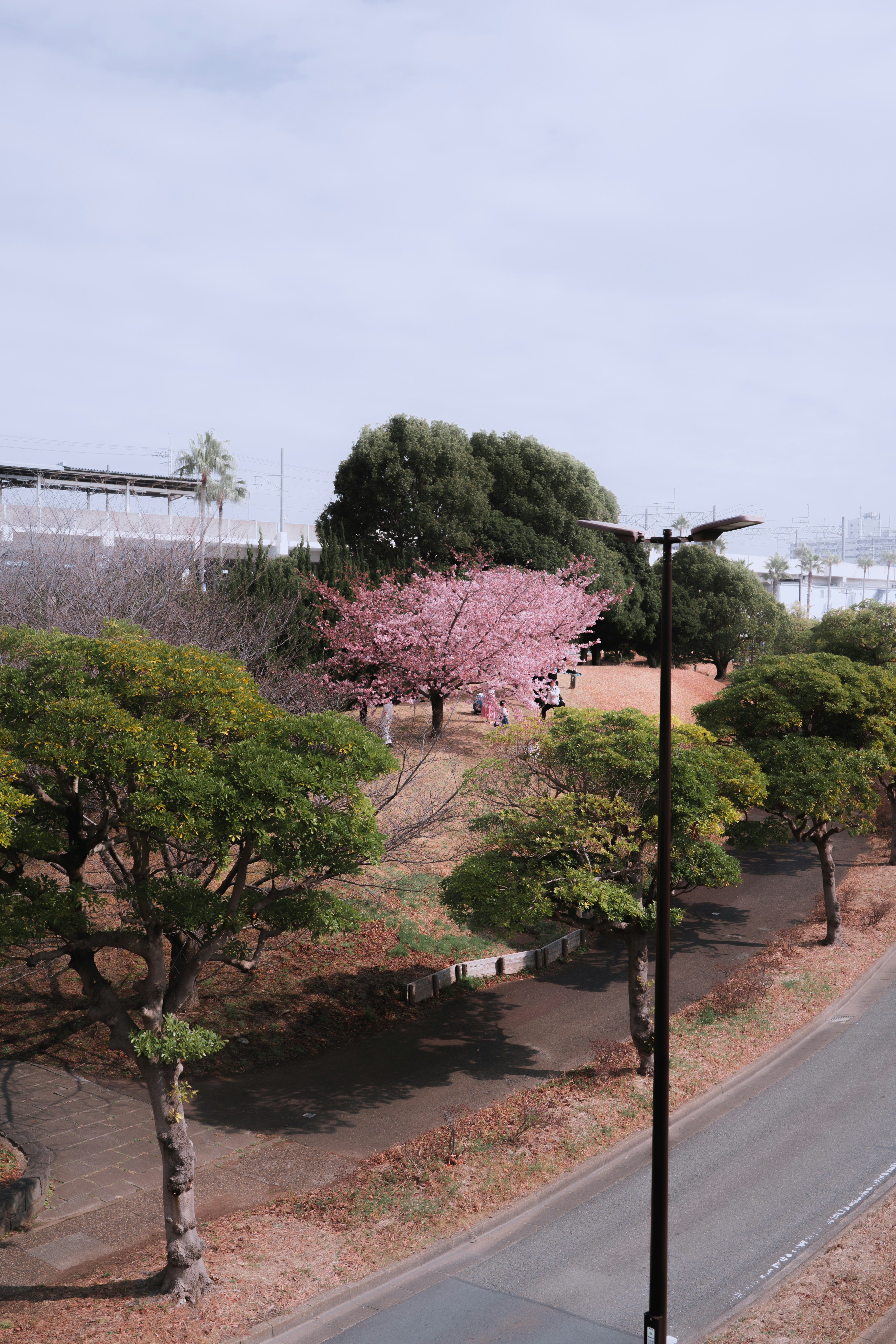 A single pink cherry blossom tree in a park.