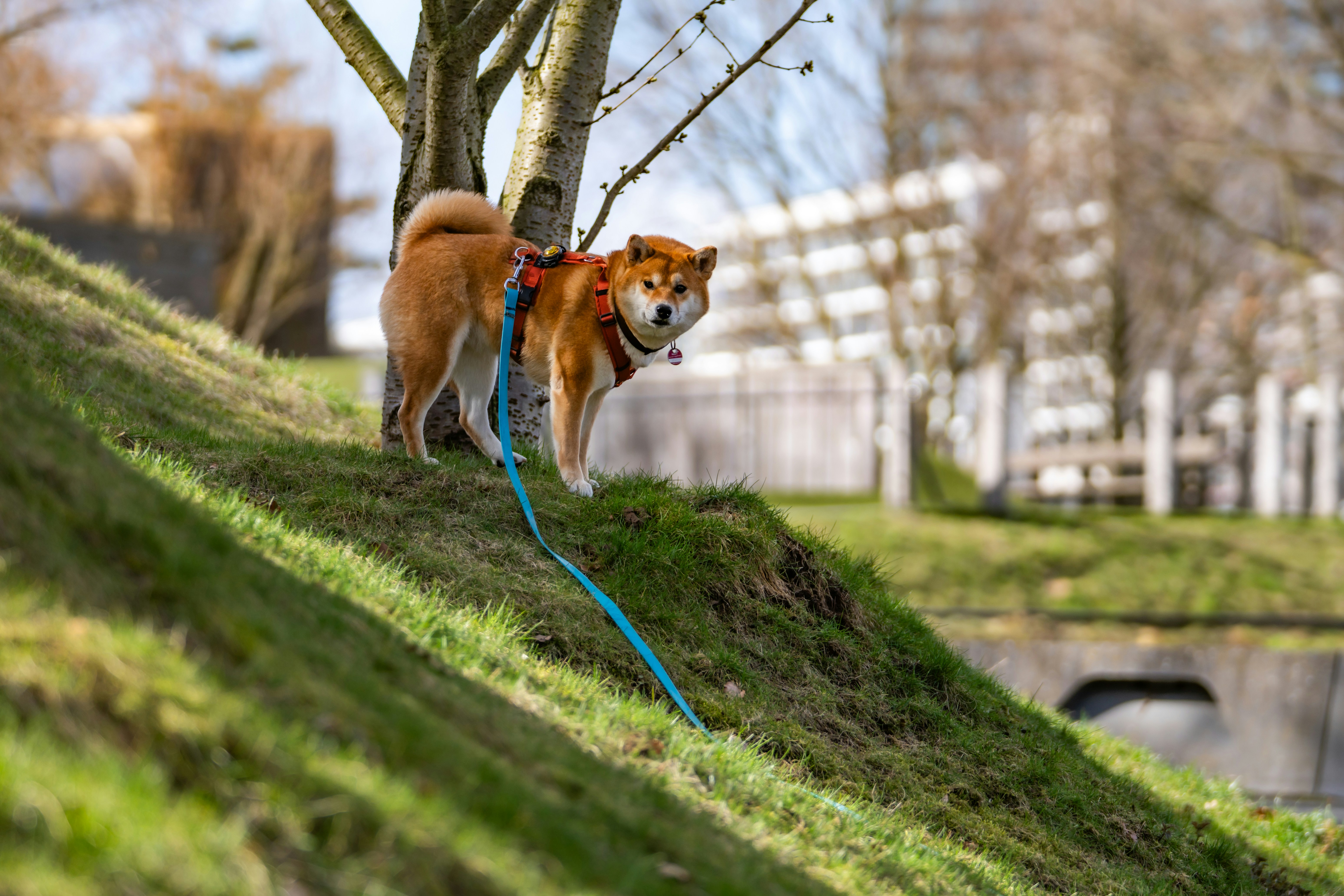 公園で犬を探すイメージ