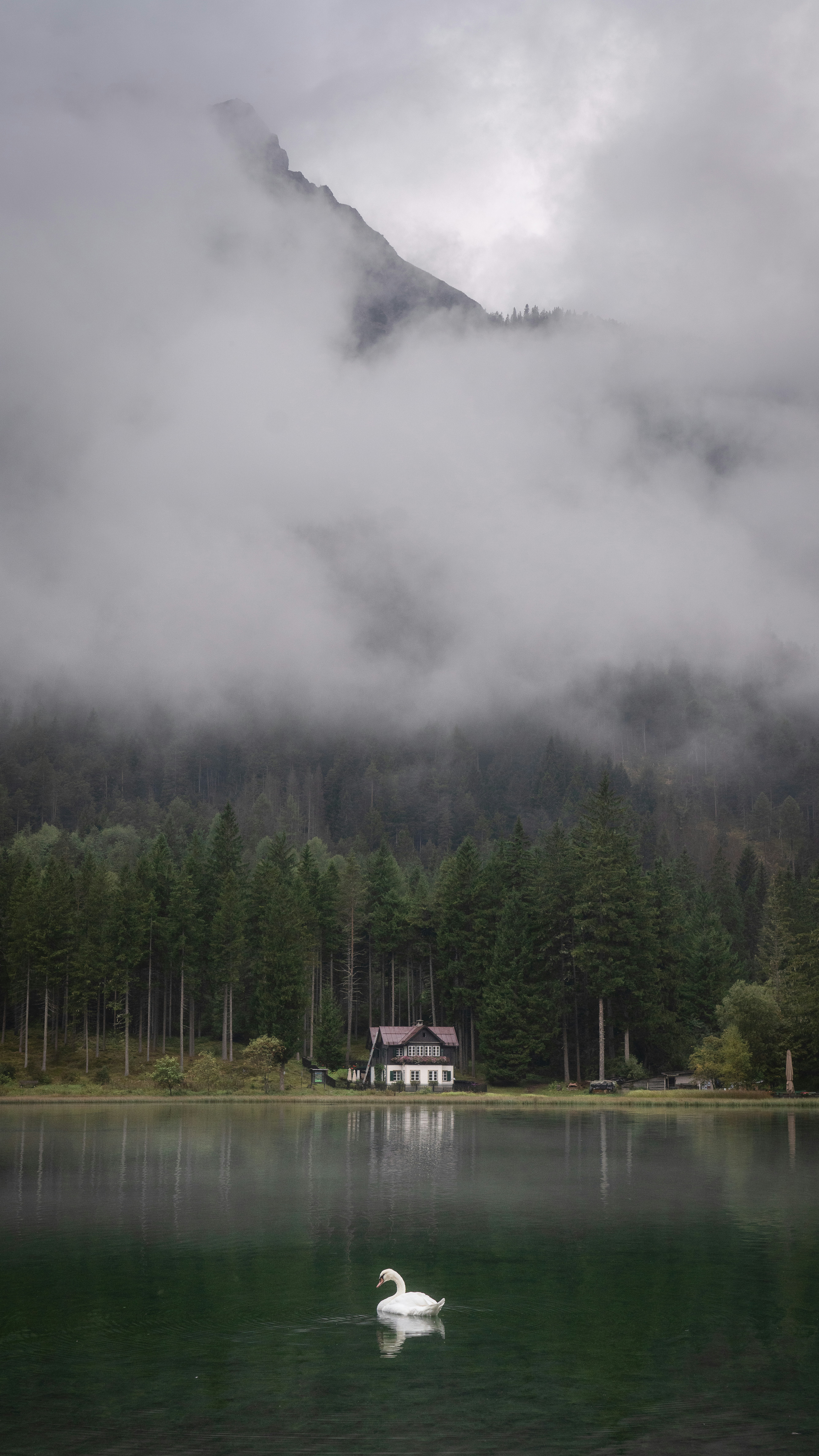 Swan swims on lake near house and foggy mountains.