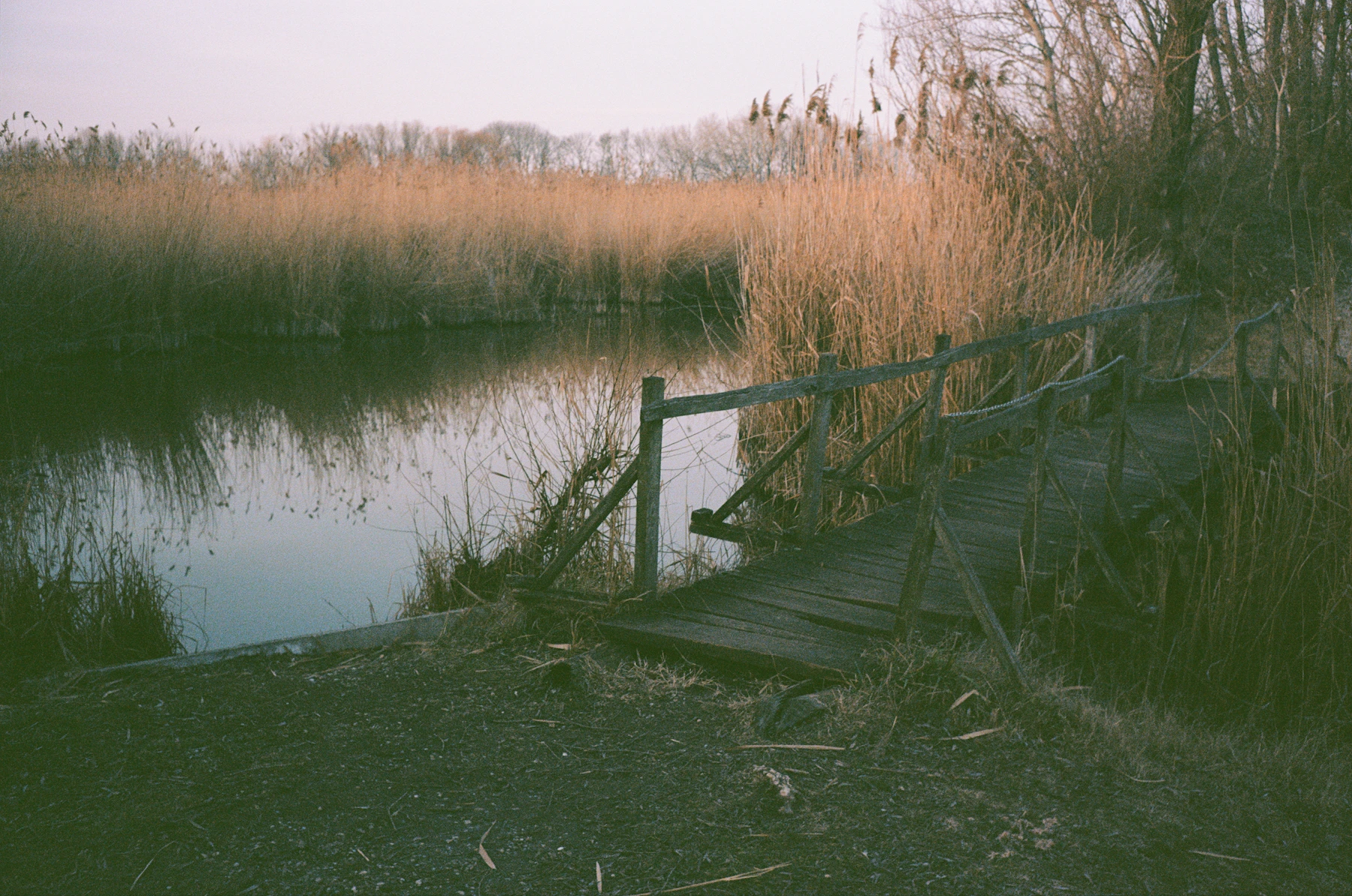 A wooden boardwalk crossing calm water between tall reeds.