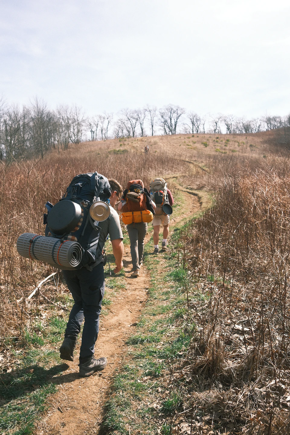 Three hikers on a trail in a serene landscape, surrounded by tall grass and trees
