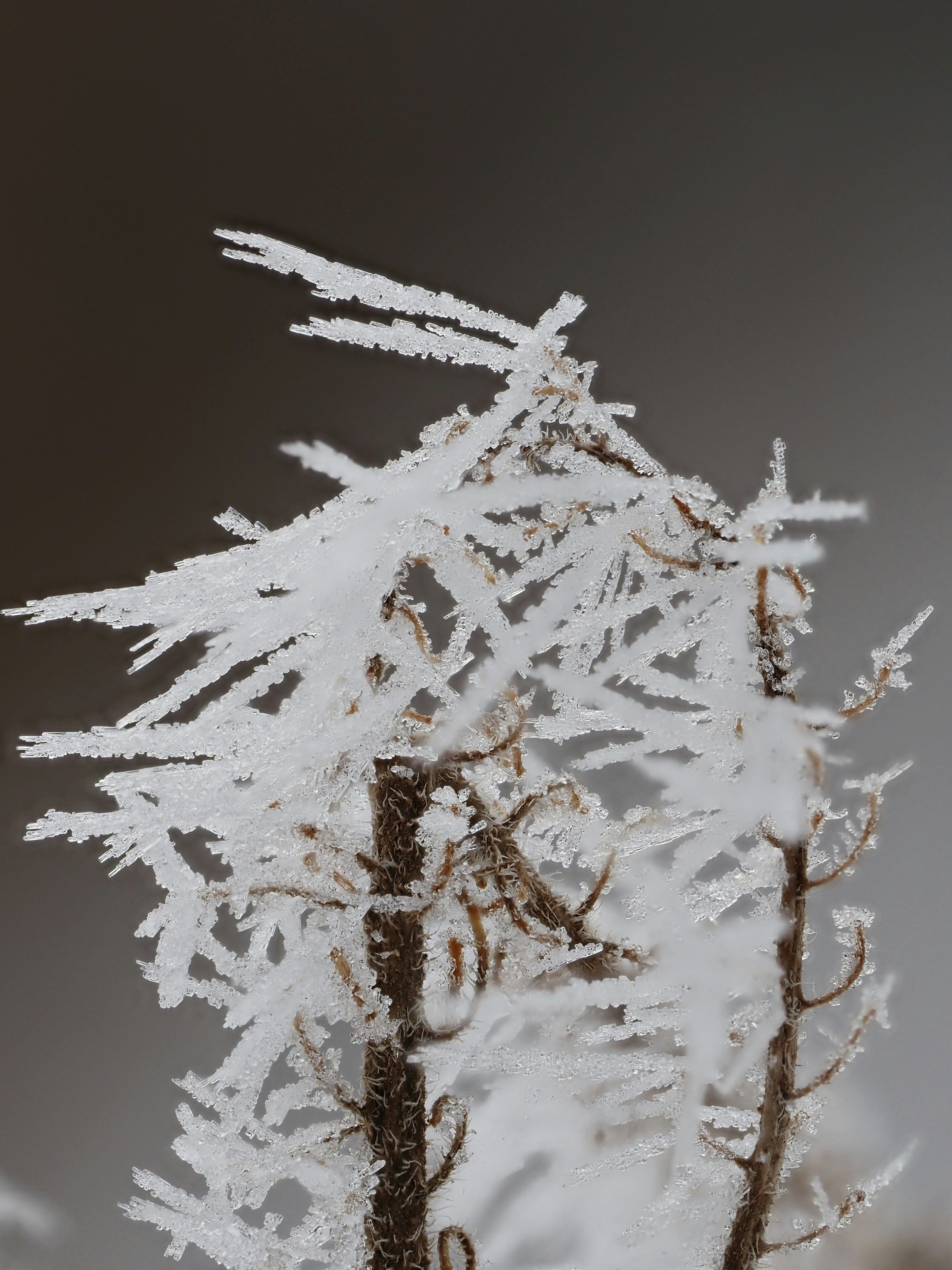 Close-up of frost crystals on dry plant stems.