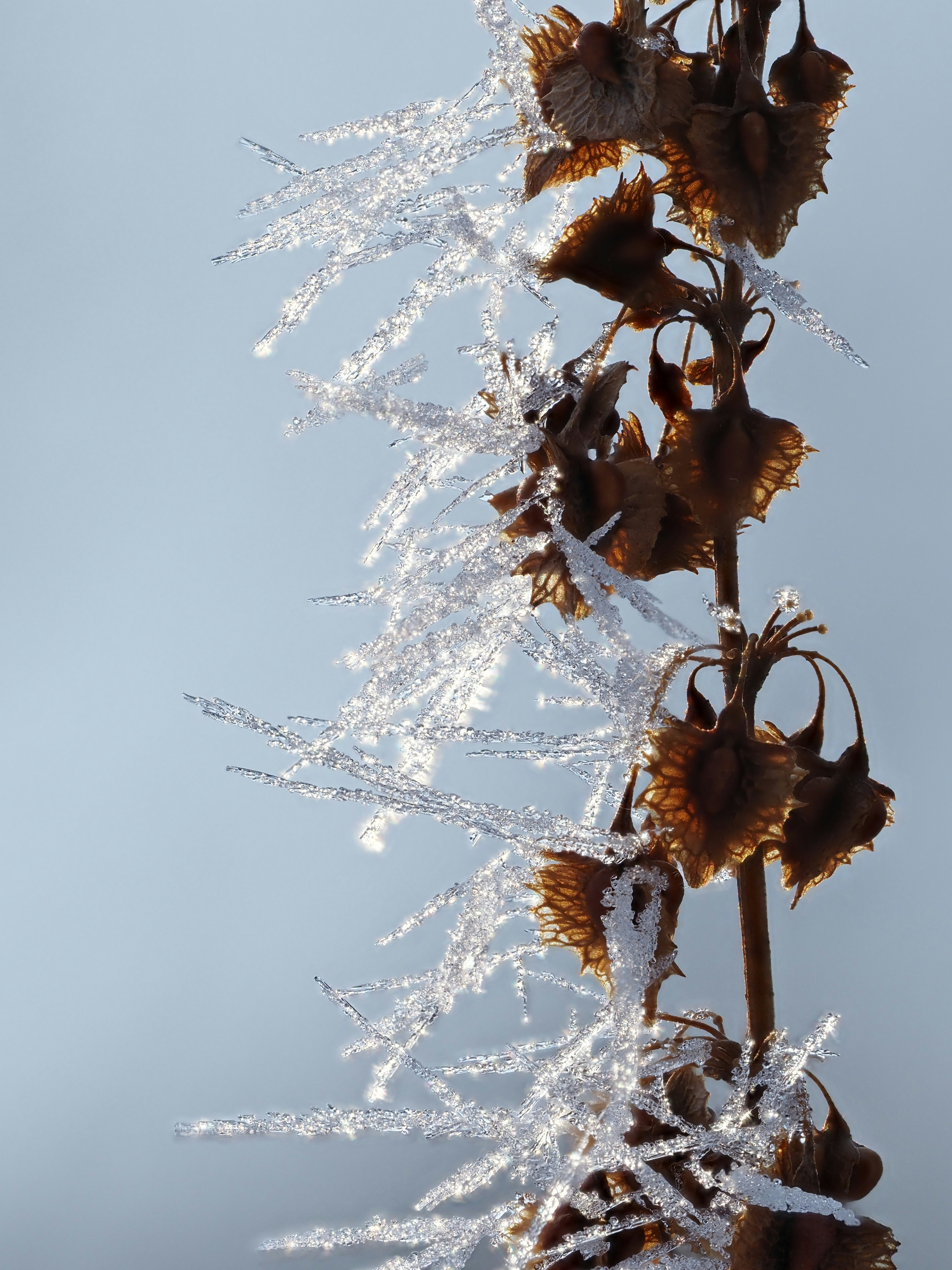 Dry plant stalk covered in frost