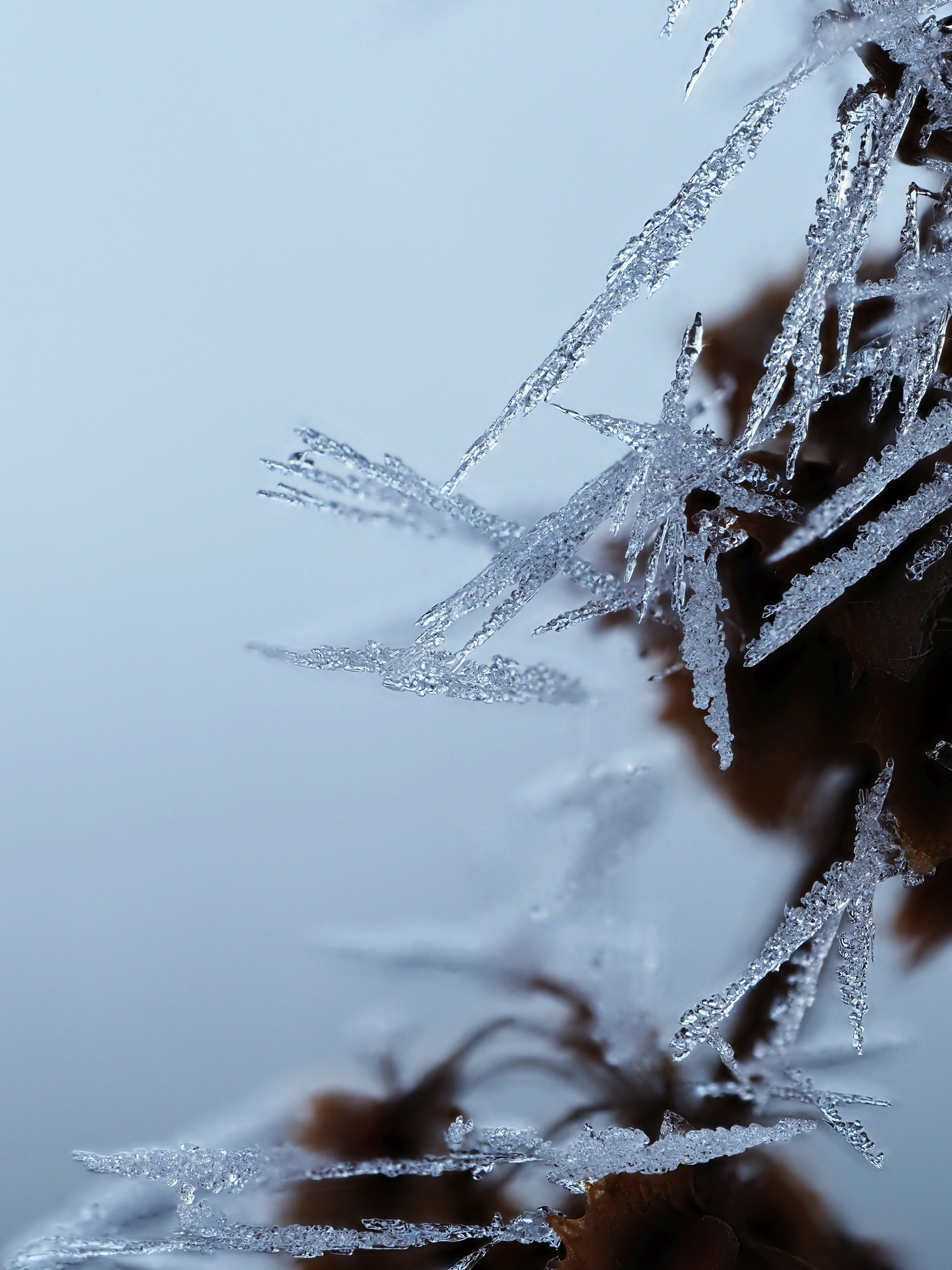 Close-up of ice crystals forming on dried plant matter.