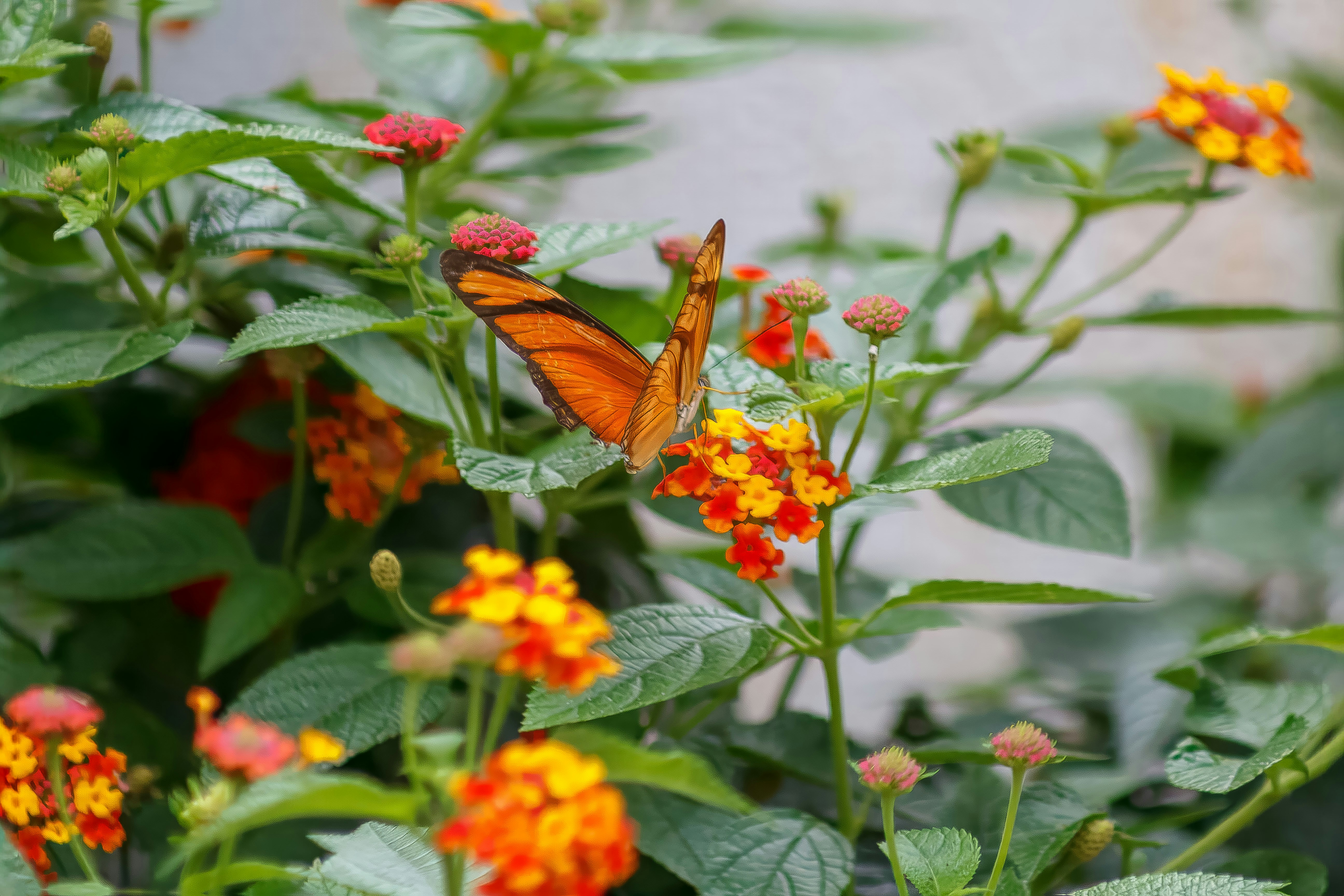 Photo by albertolung