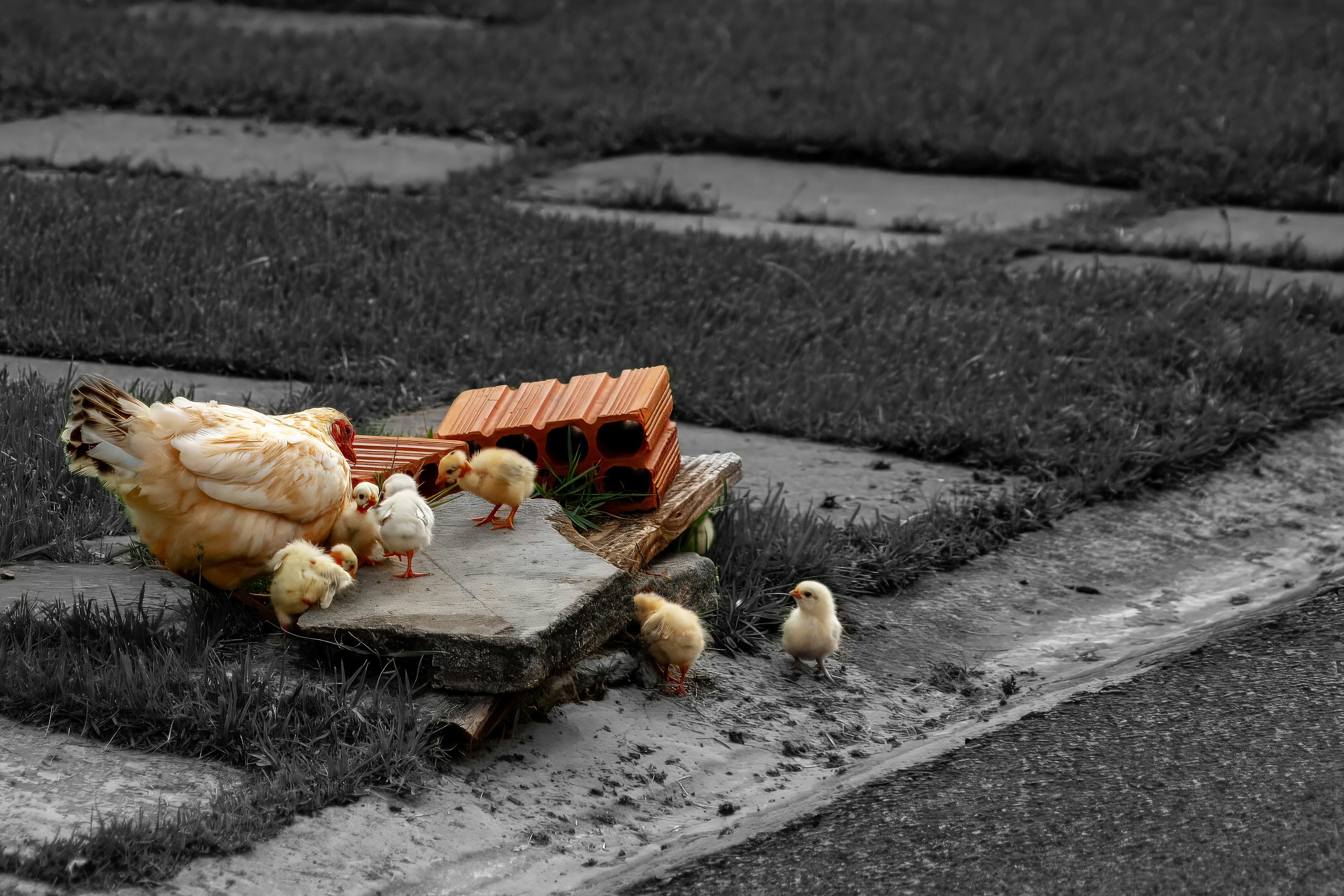 A hen and her chicks on a stone path.