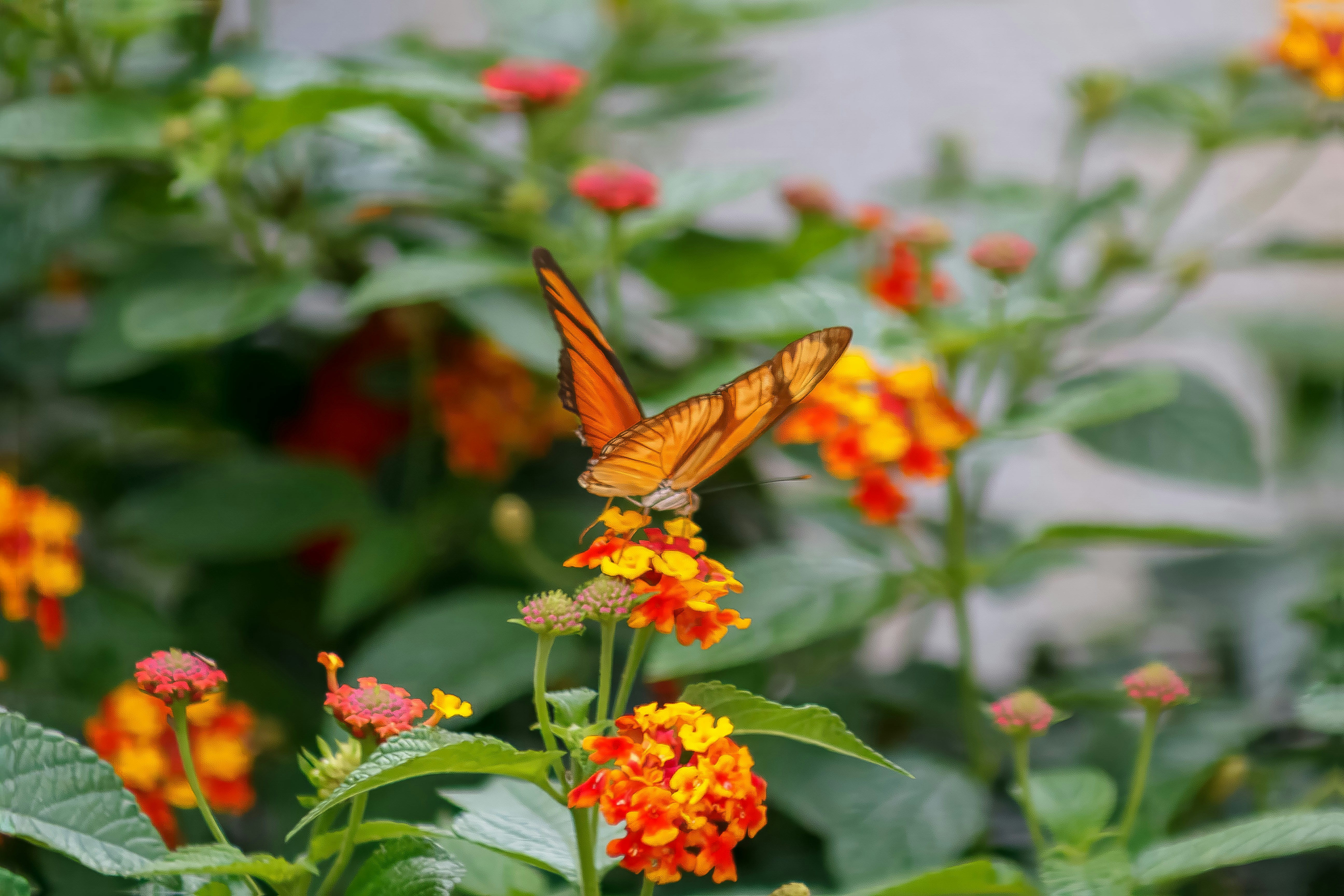 Photo by albertolung