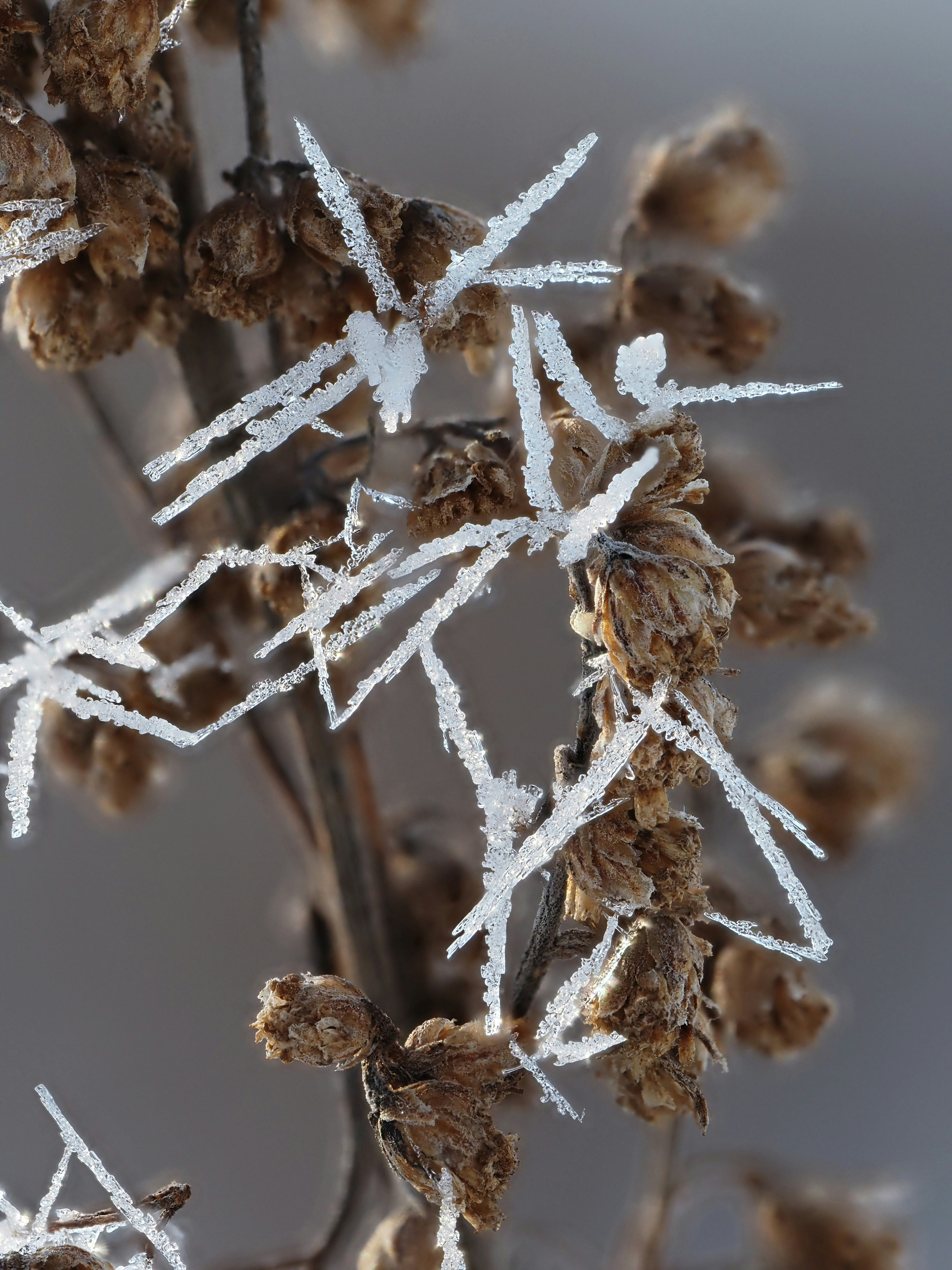 Dry plant covered in delicate frost crystals