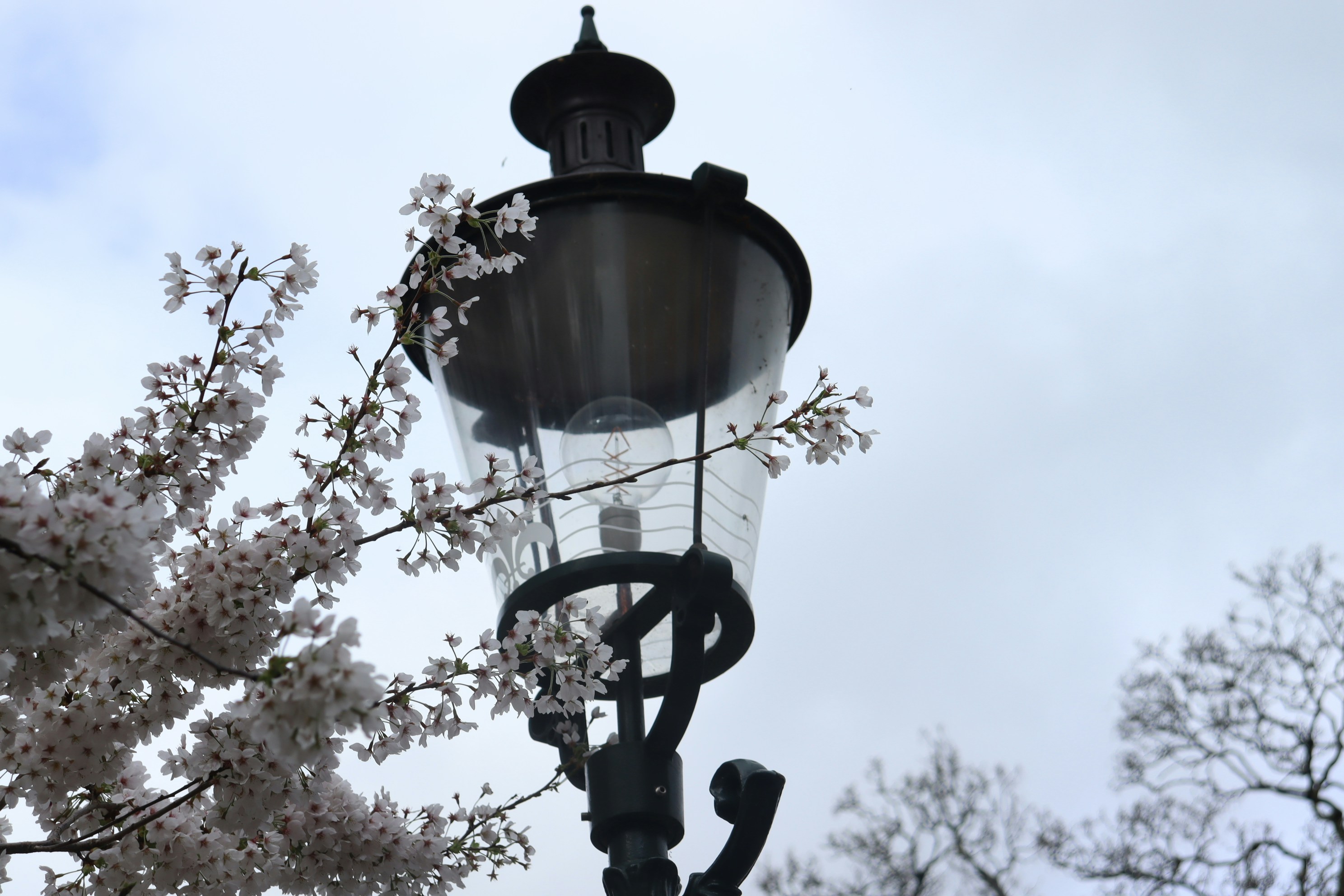 Photo by moonlightendearer