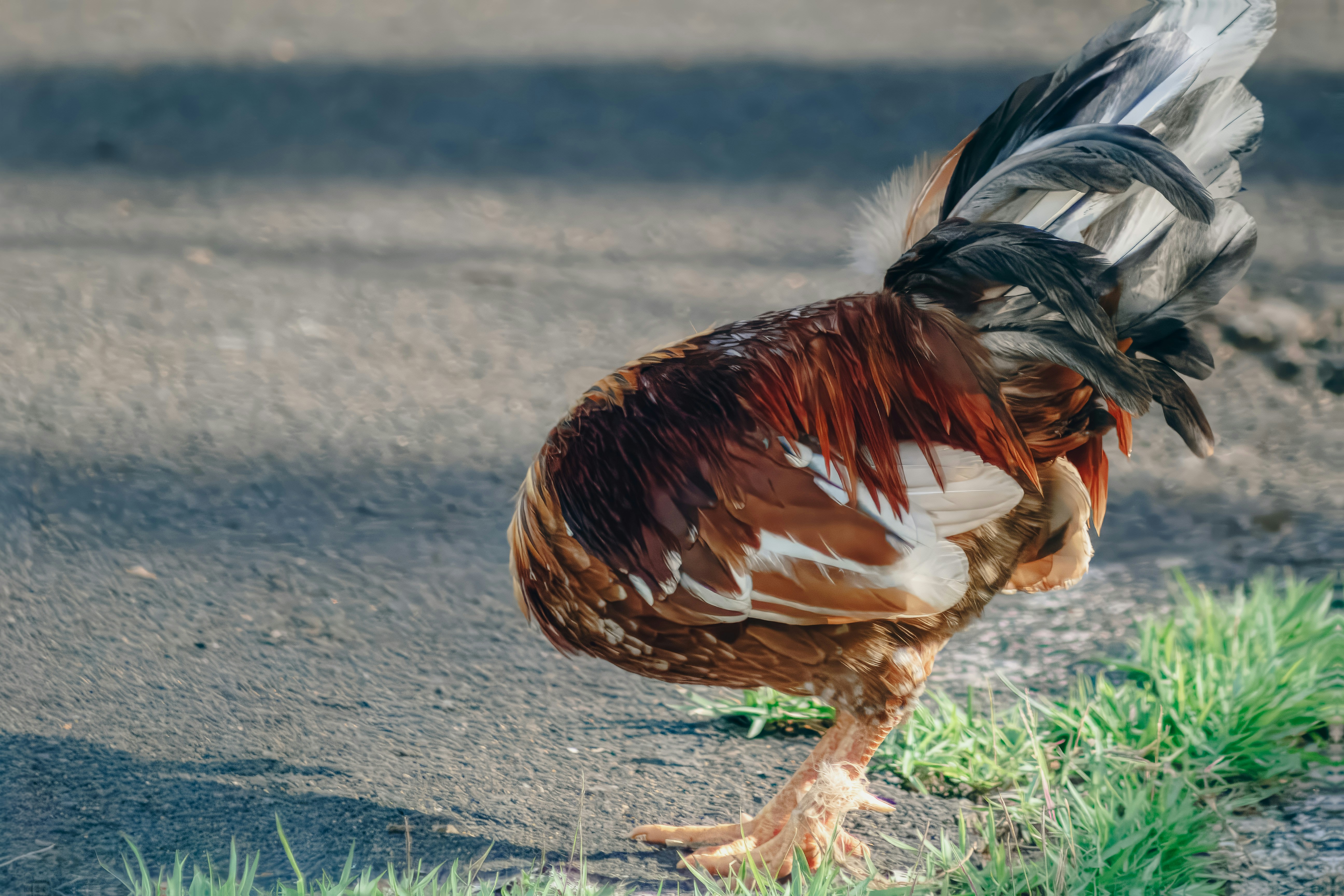 Gallo con plumas marrones y blancas sobre el suelo de hierba