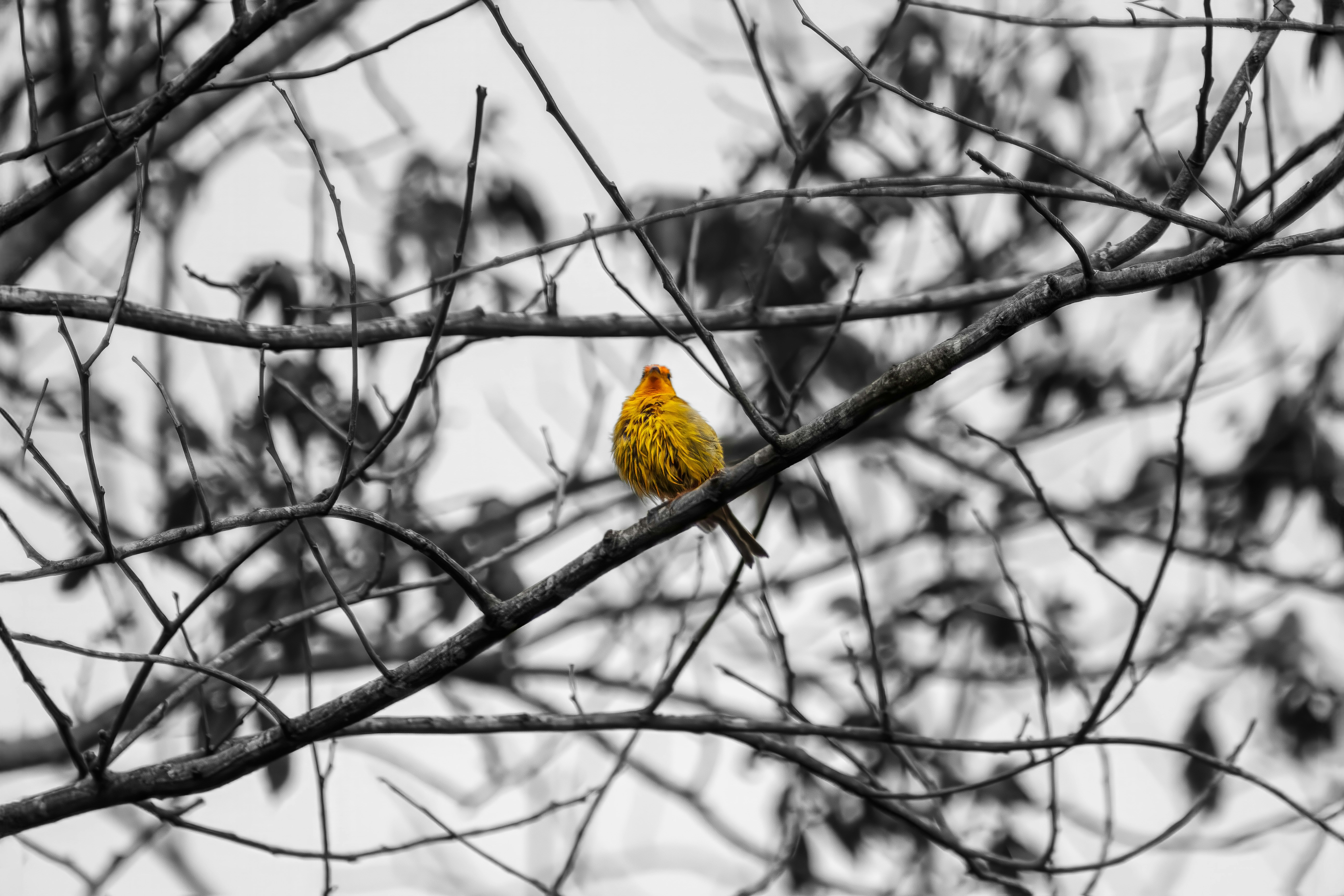 Photo by albertolung