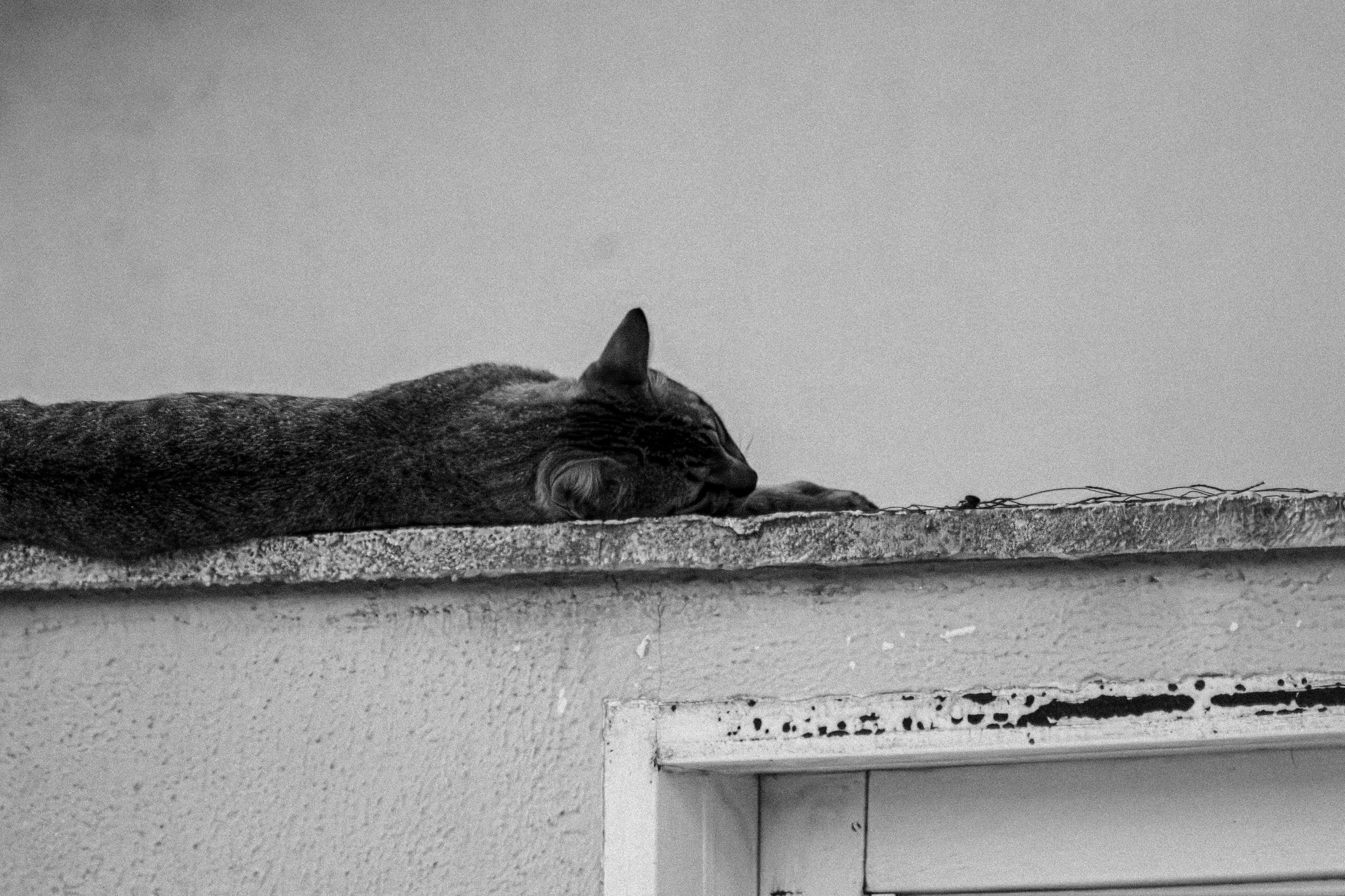 A striped cat sleeps on a wall.