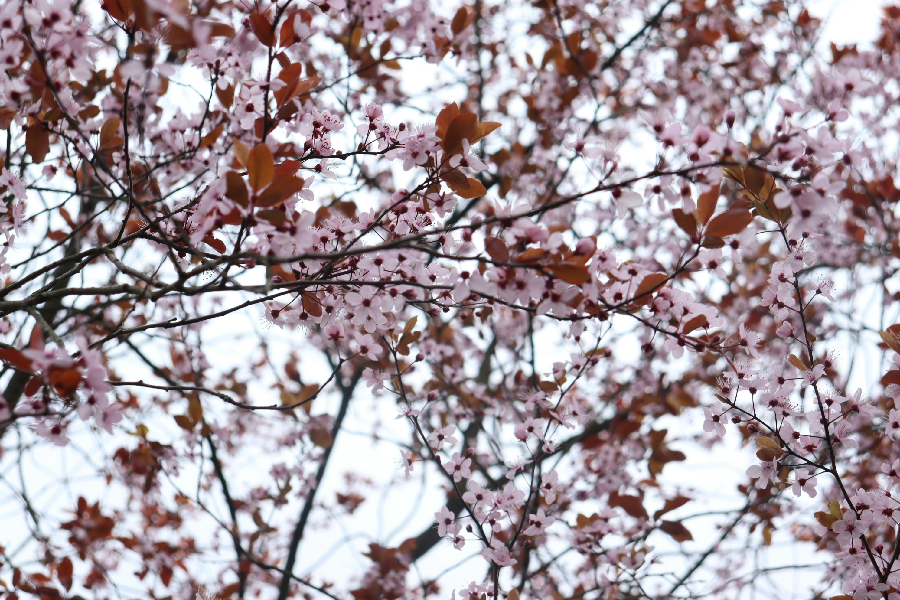 Photo by moonlightendearer