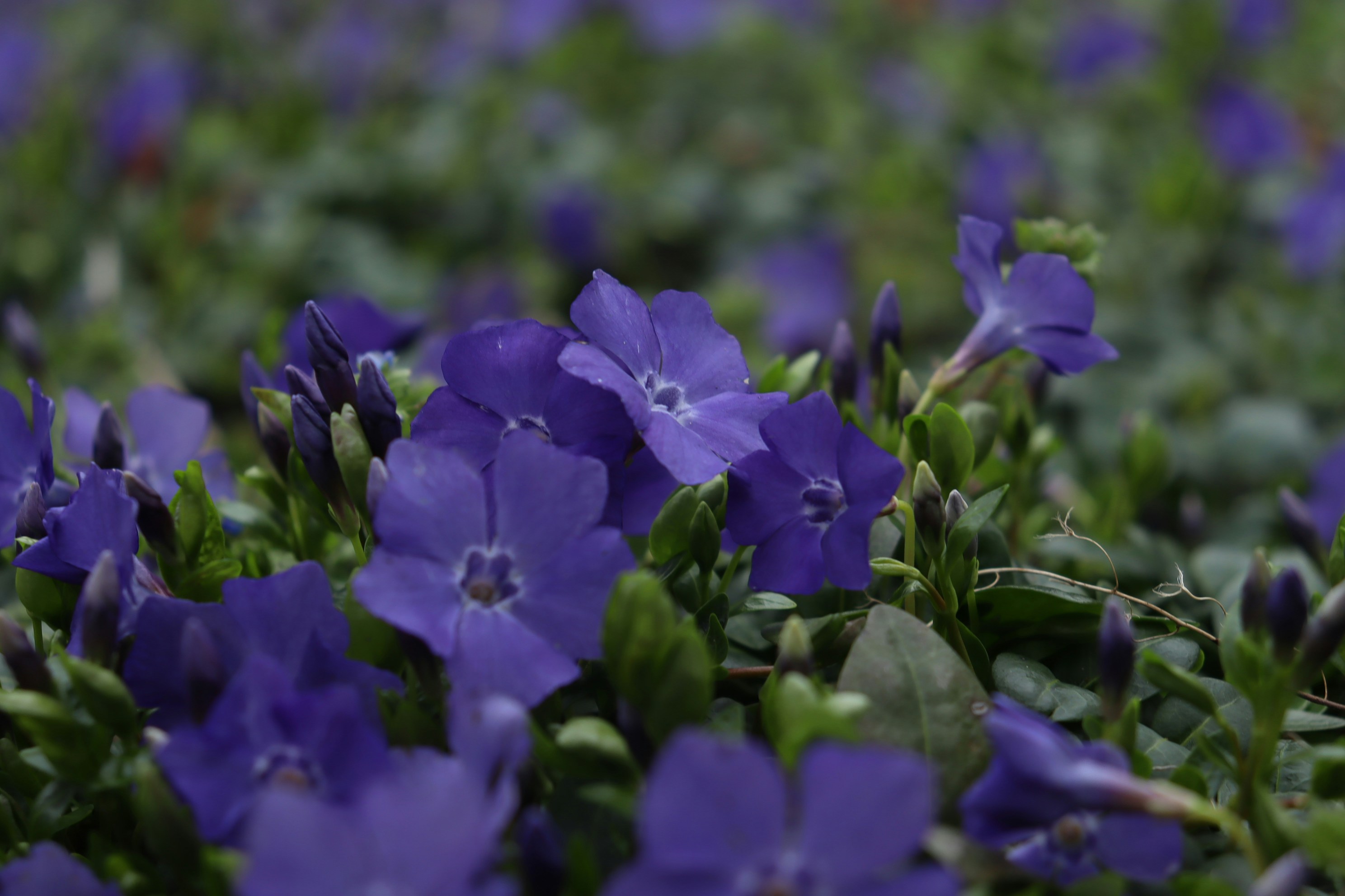 Photo by moonlightendearer