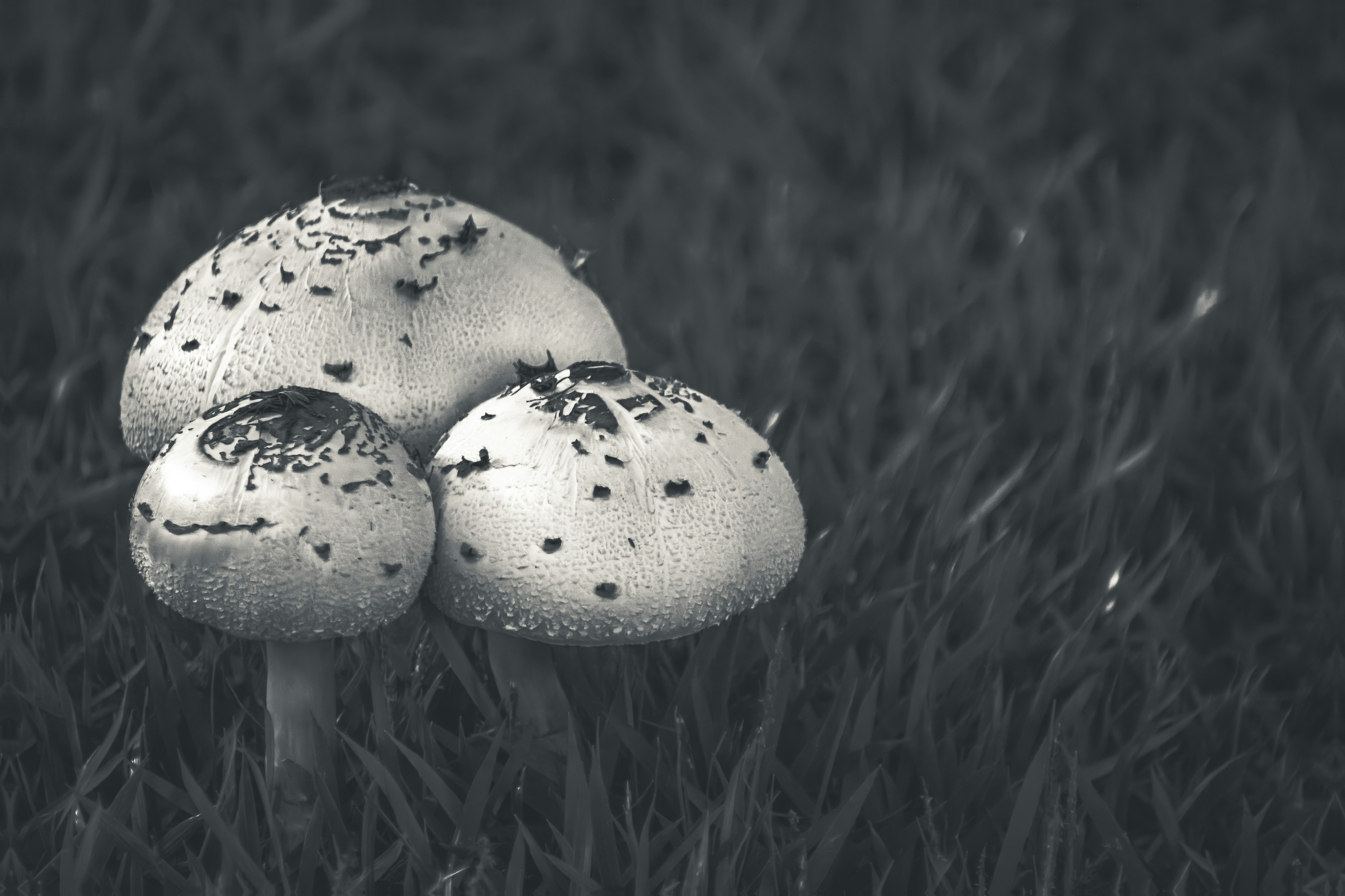 Photo by albertolung