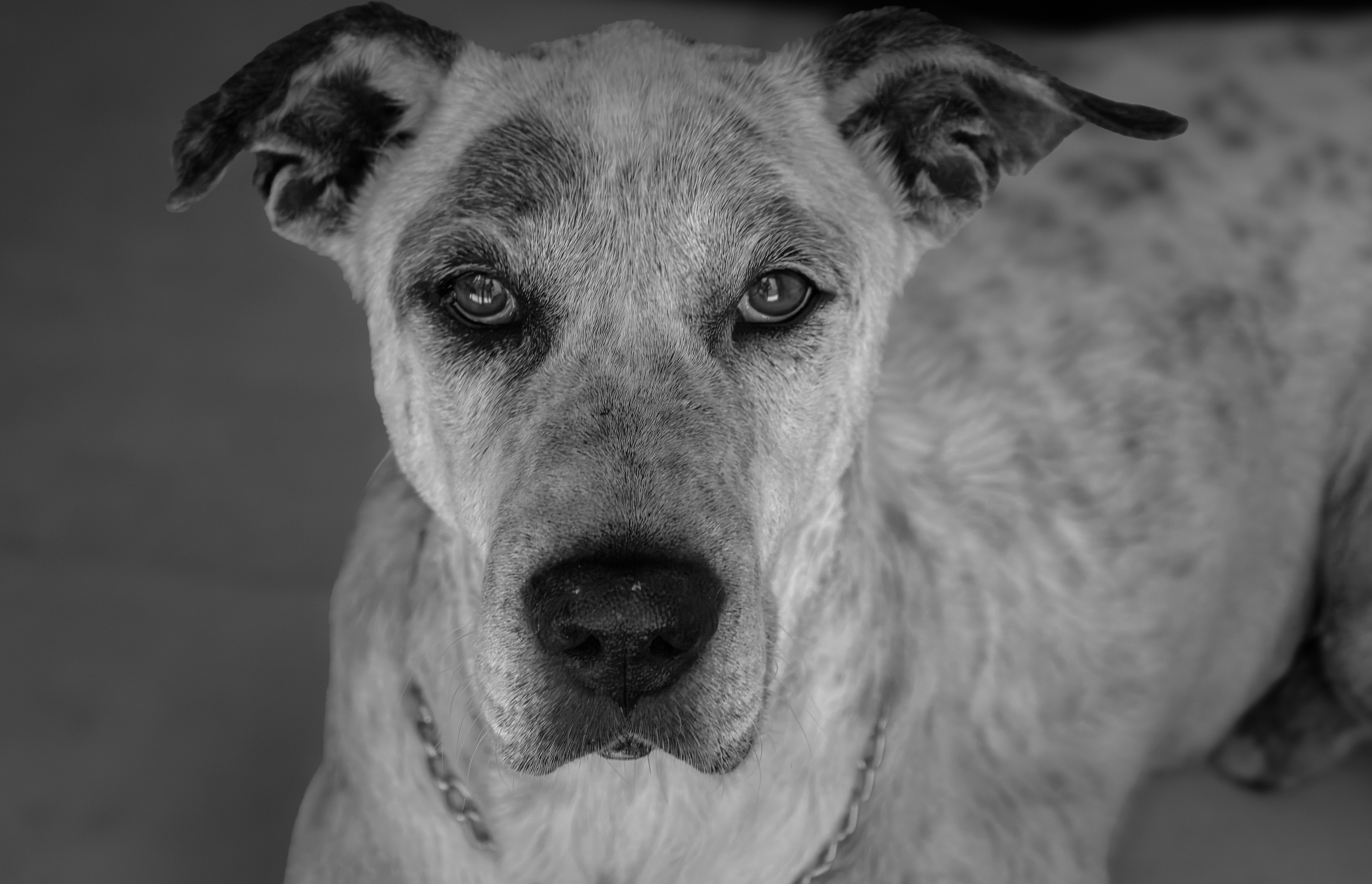 Chien
