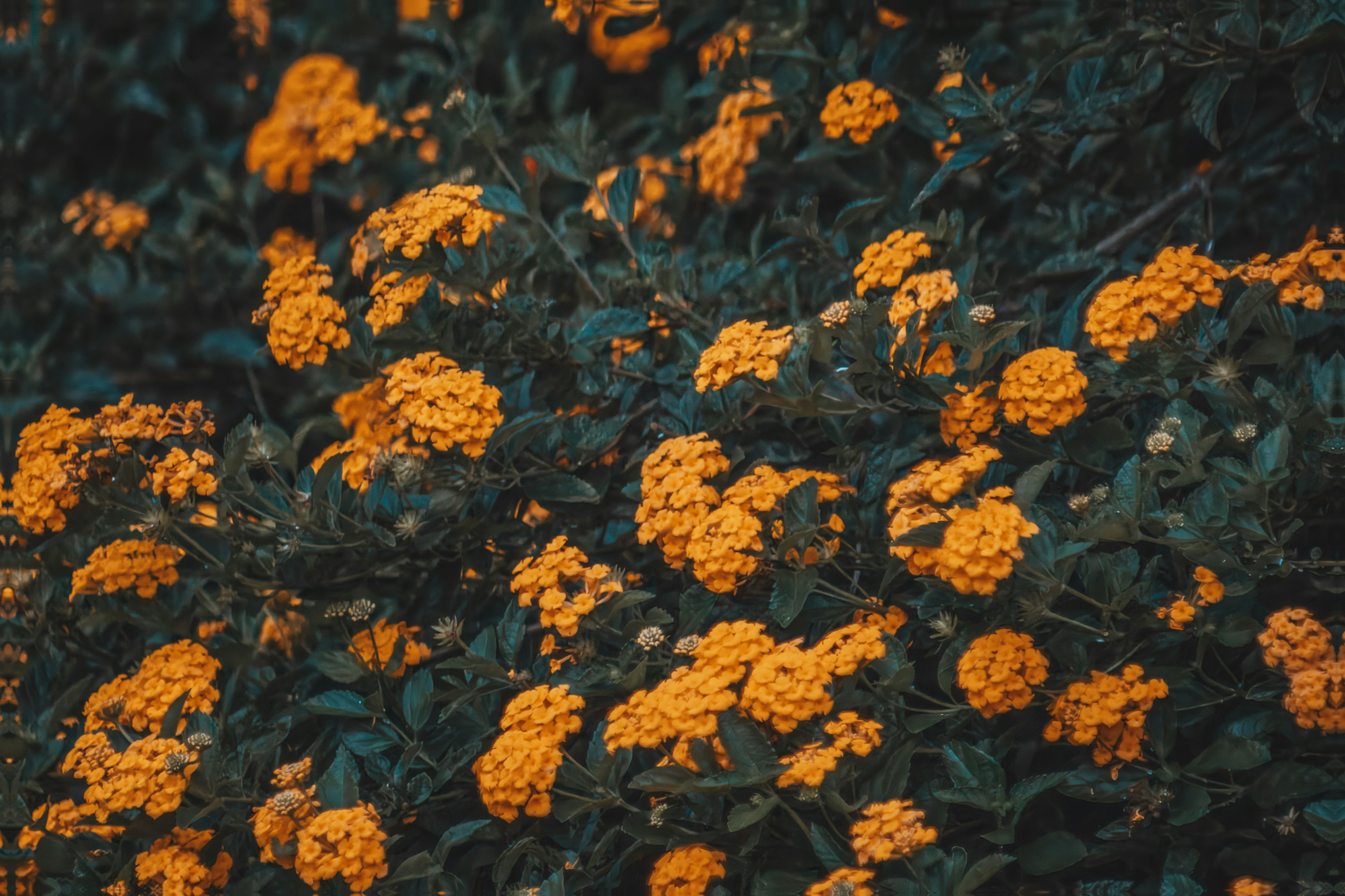 Photo by albertolung