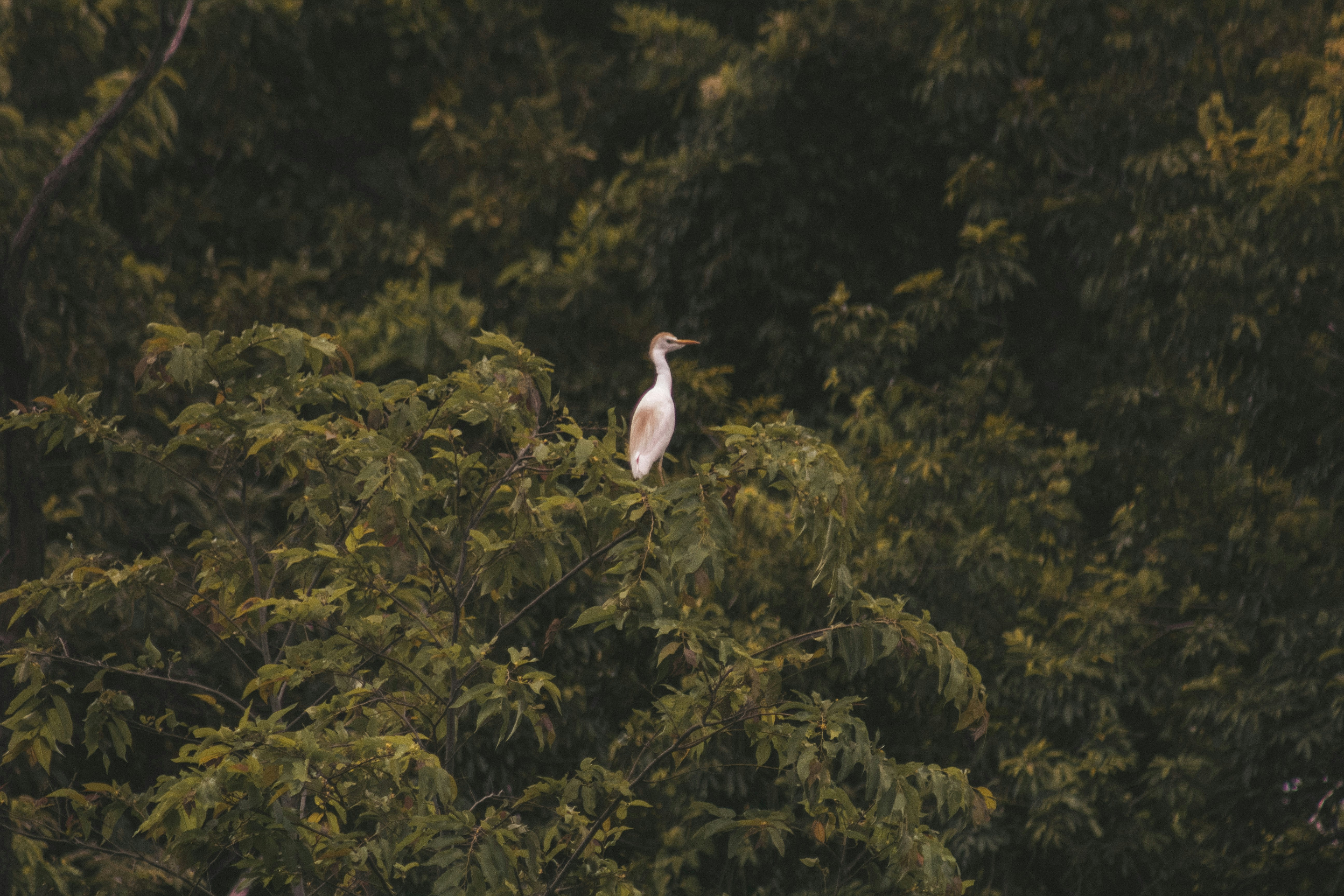 Photo by albertolung