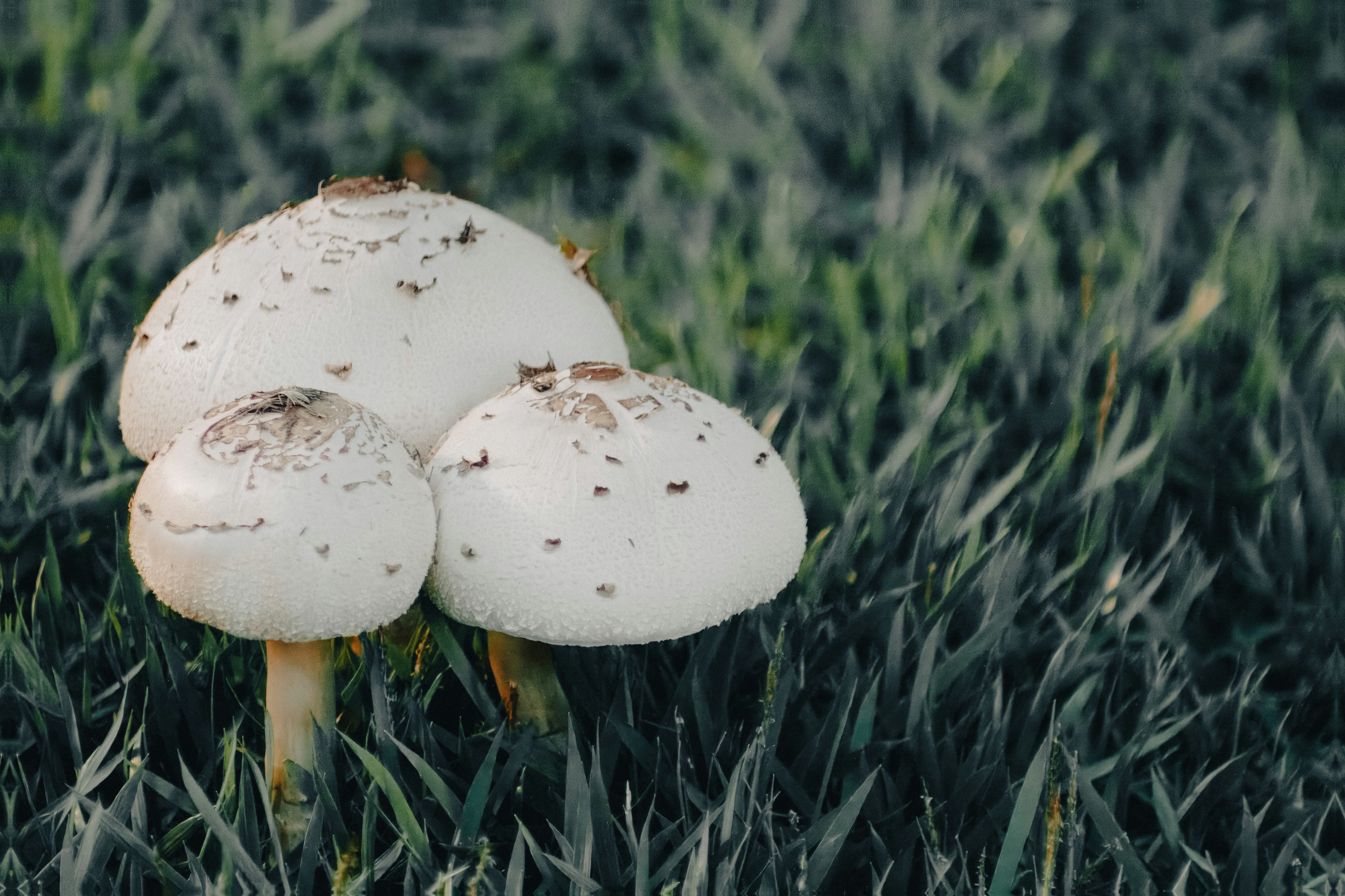 Photo by albertolung