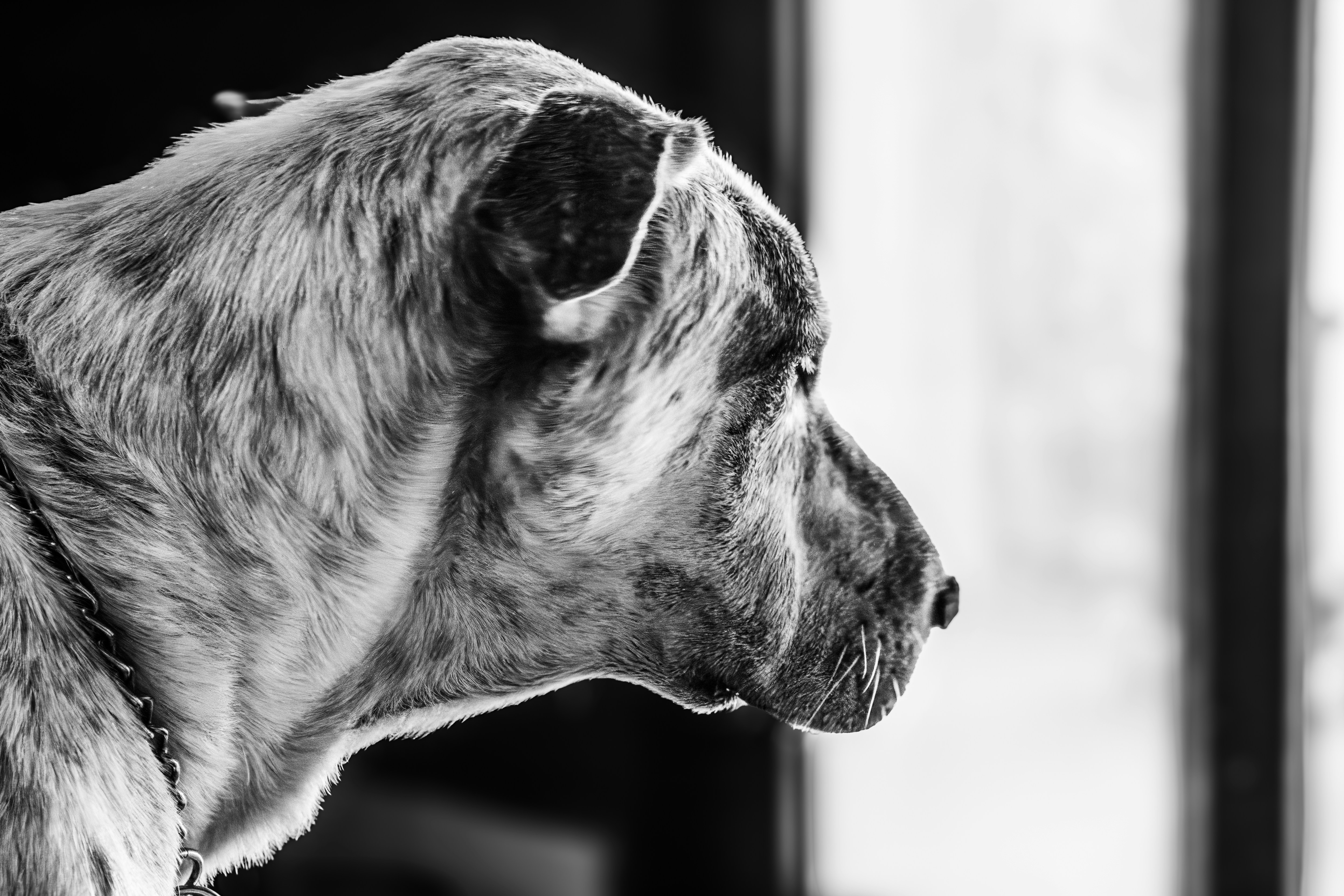 Close em preto e branco do perfil de um cachorro.