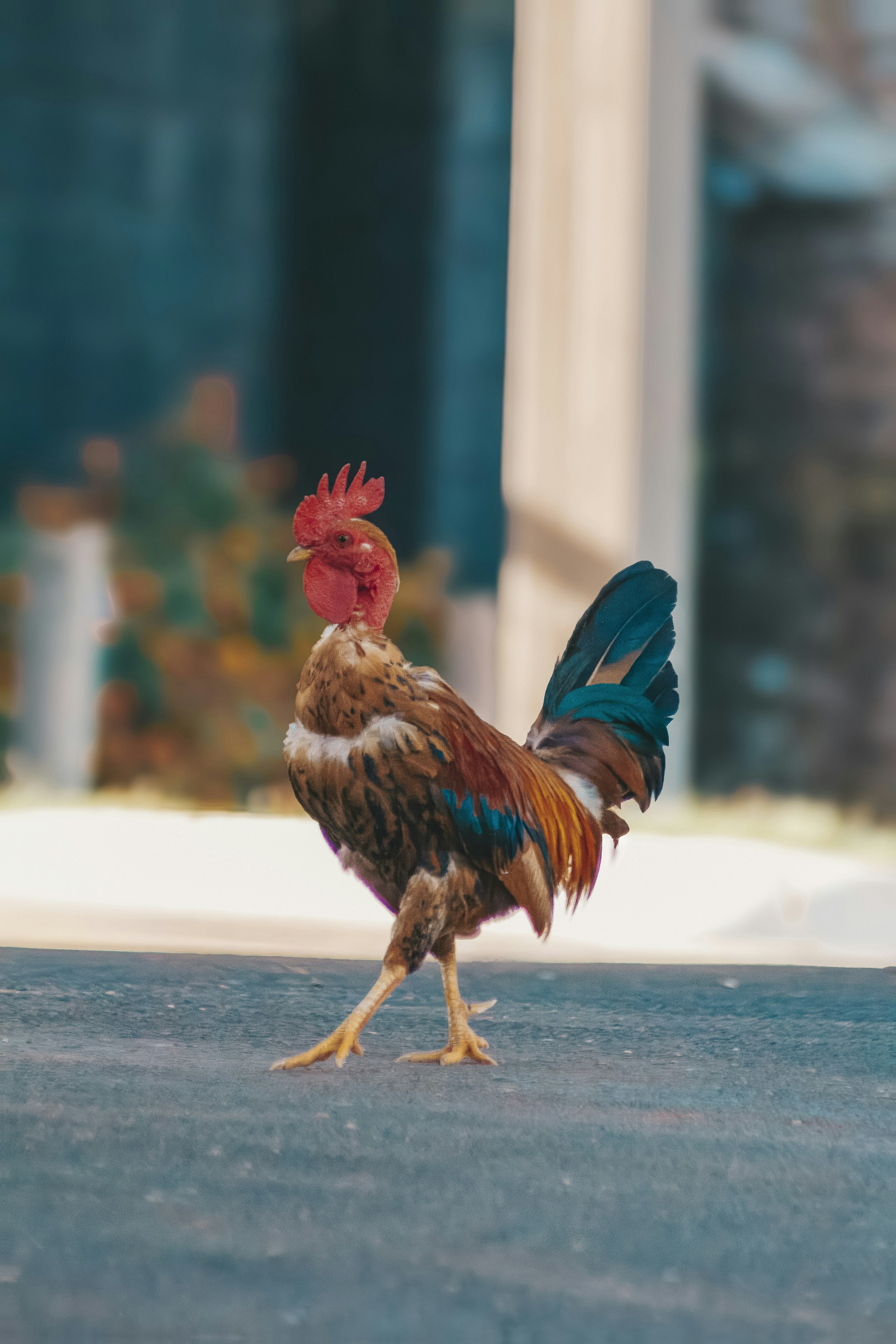 Un gallo con piume colorate cammina sul marciapiede.