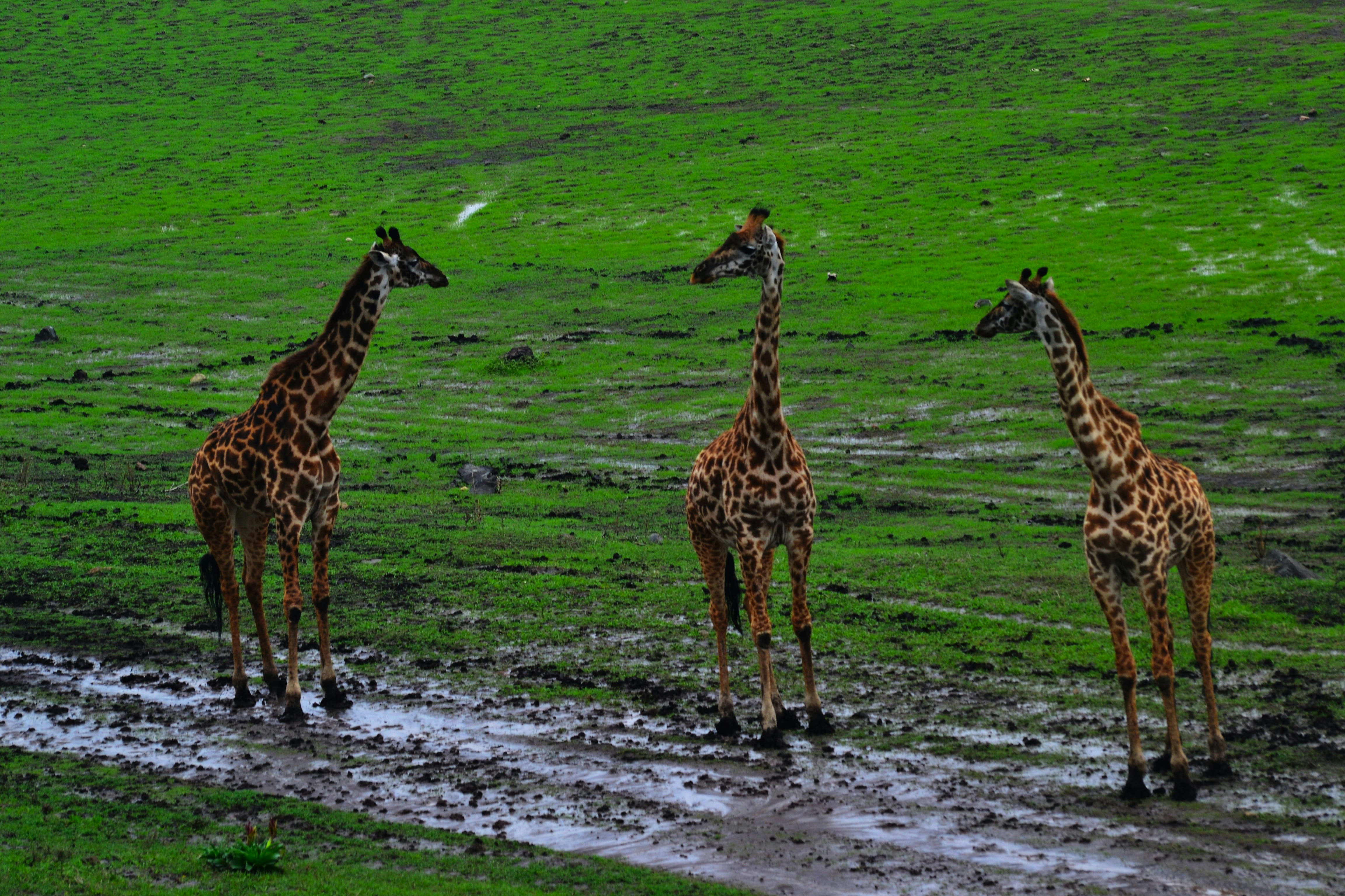 Three giraffes stand in a muddy field