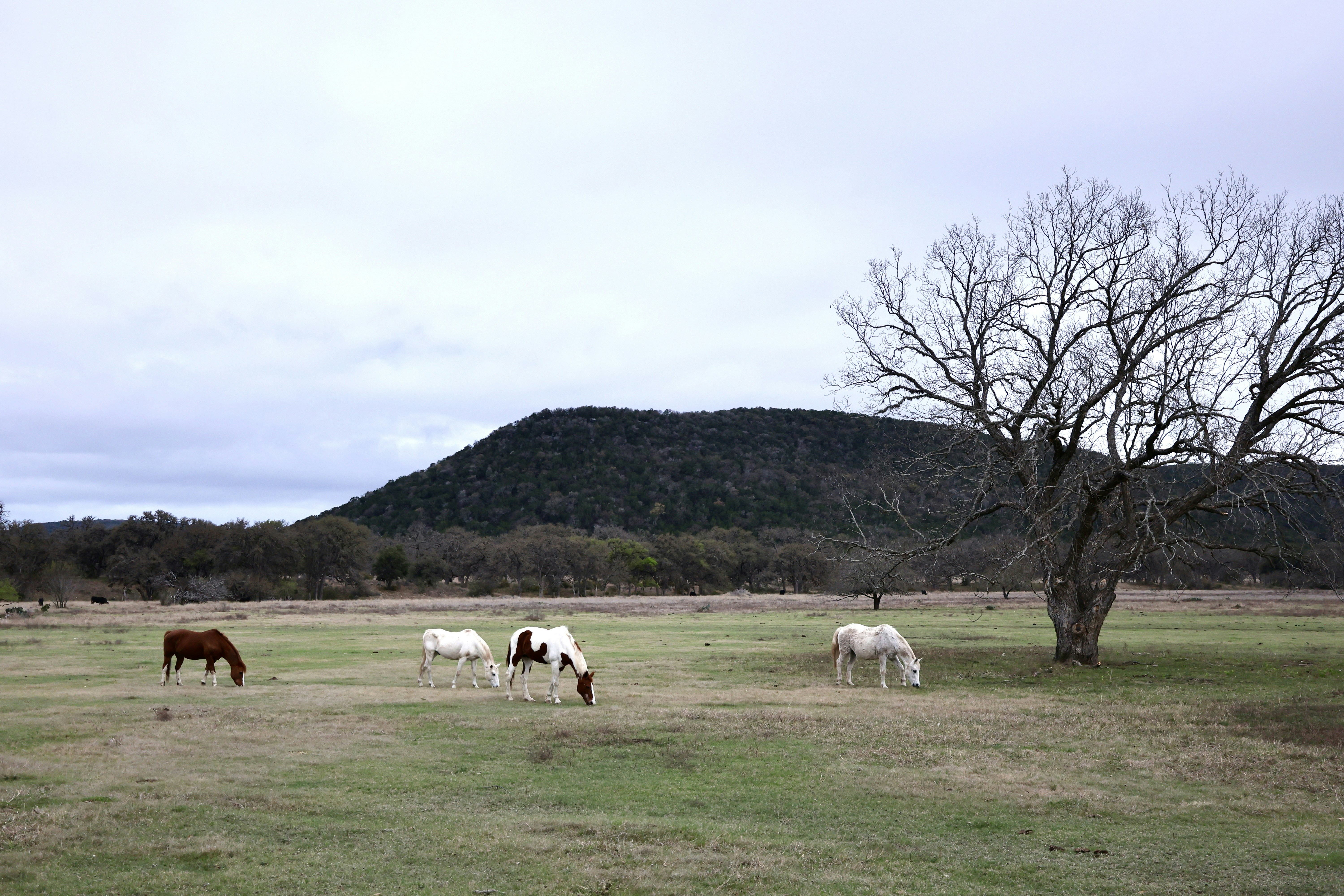 Texas Hill Country