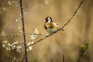 A goldfinch perched on a blooming branch.
