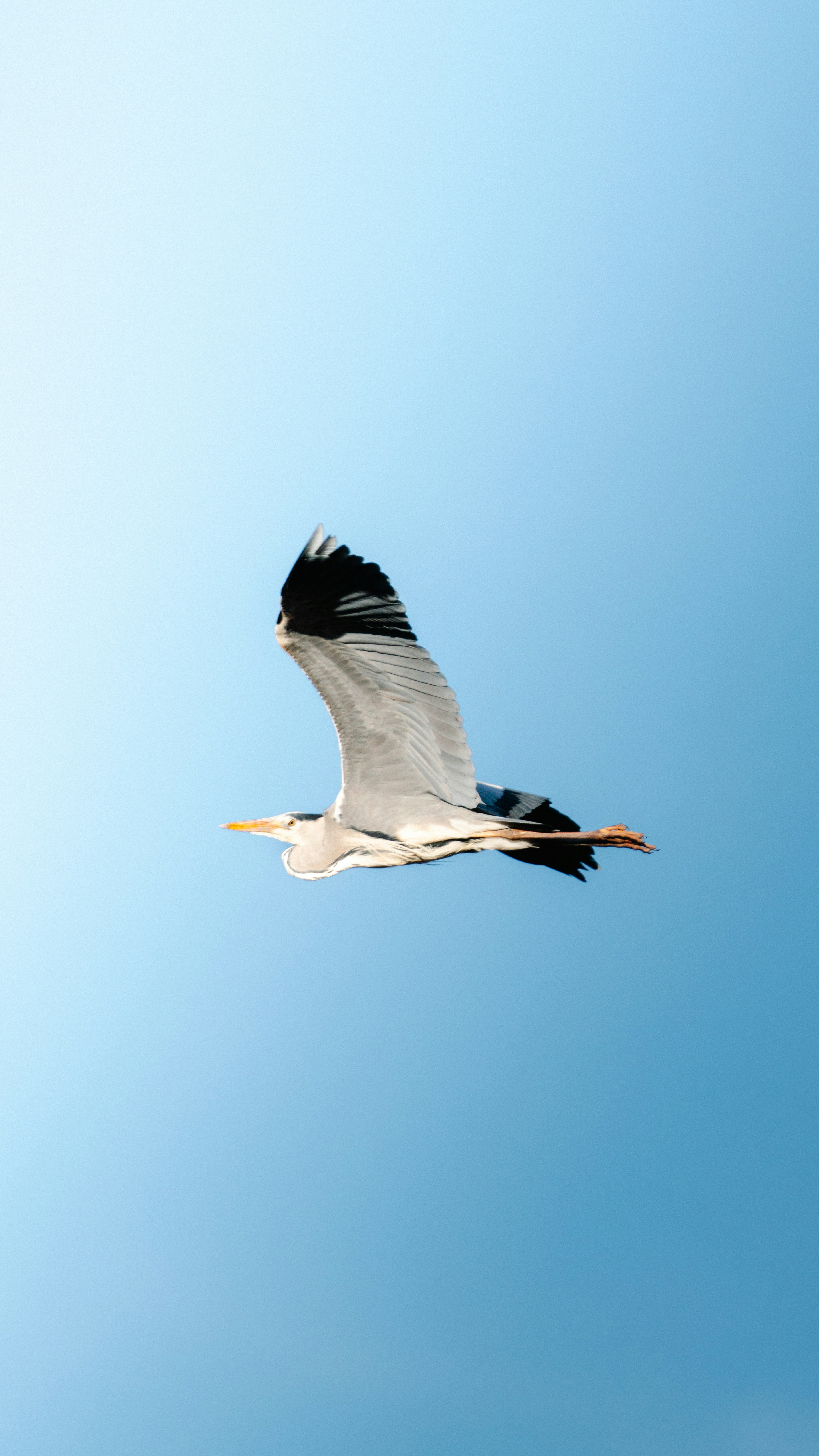 A grey heron flies gracefully against a clear blue sky.