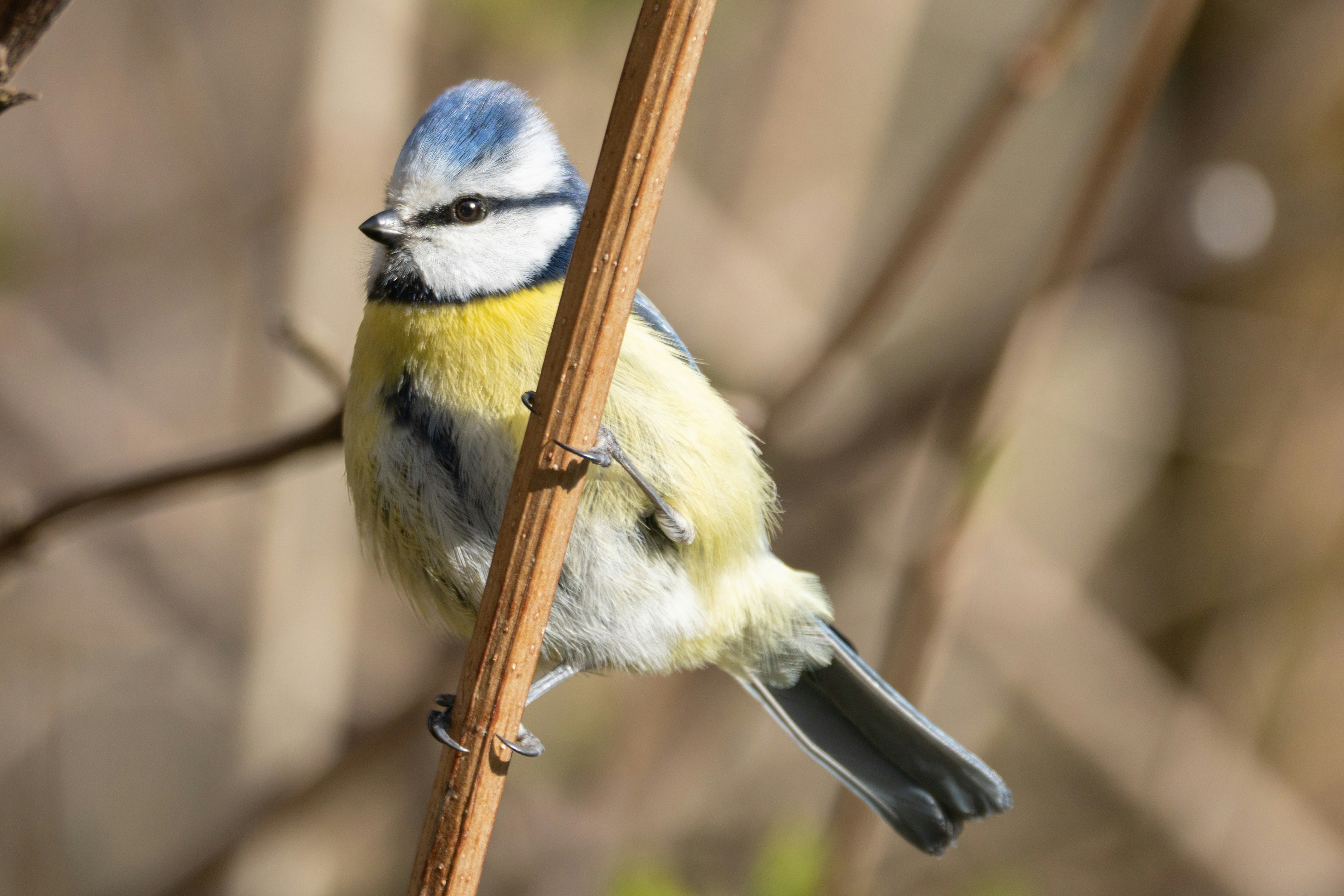 Photo by andreacaramello