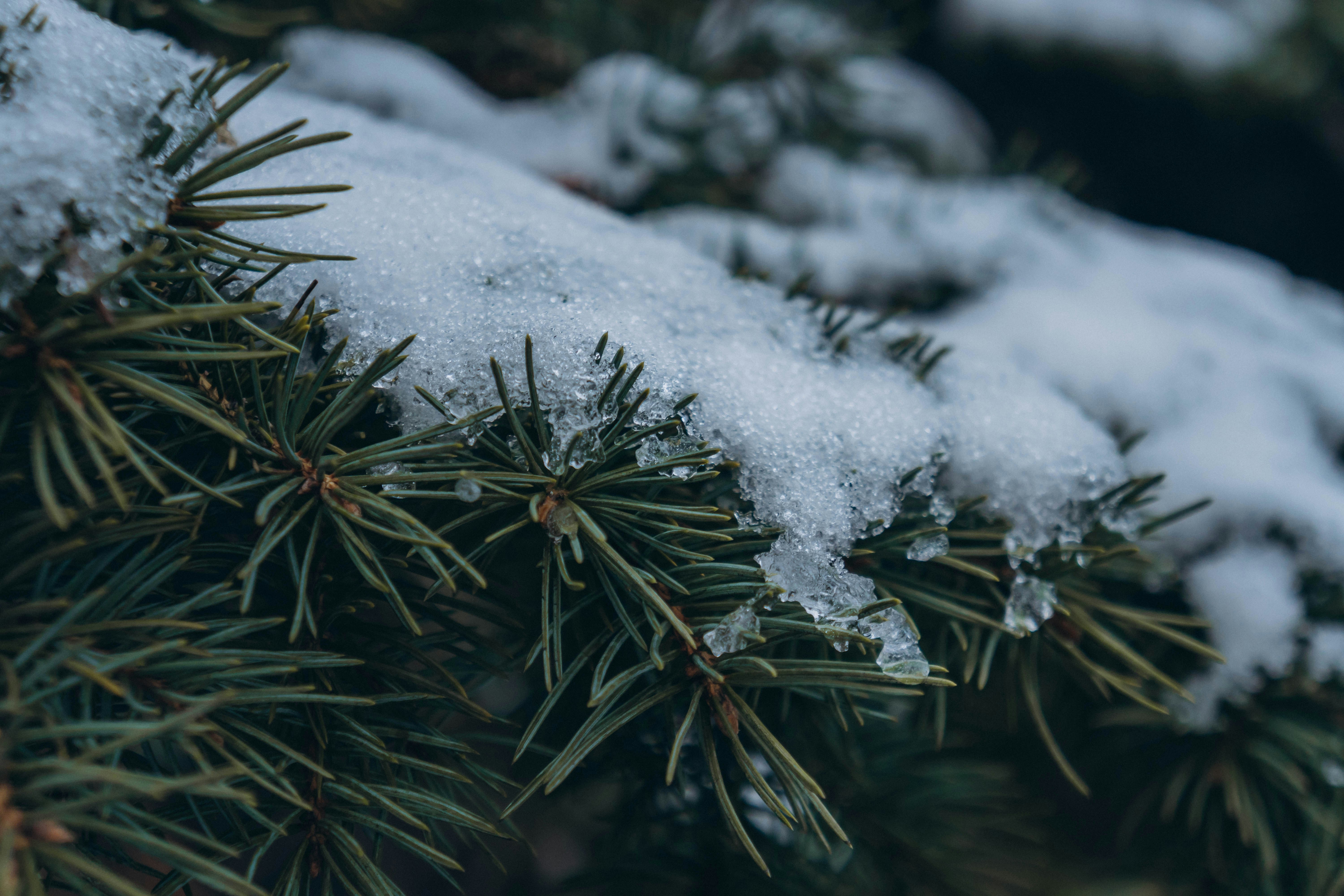 Photo by voloshechka