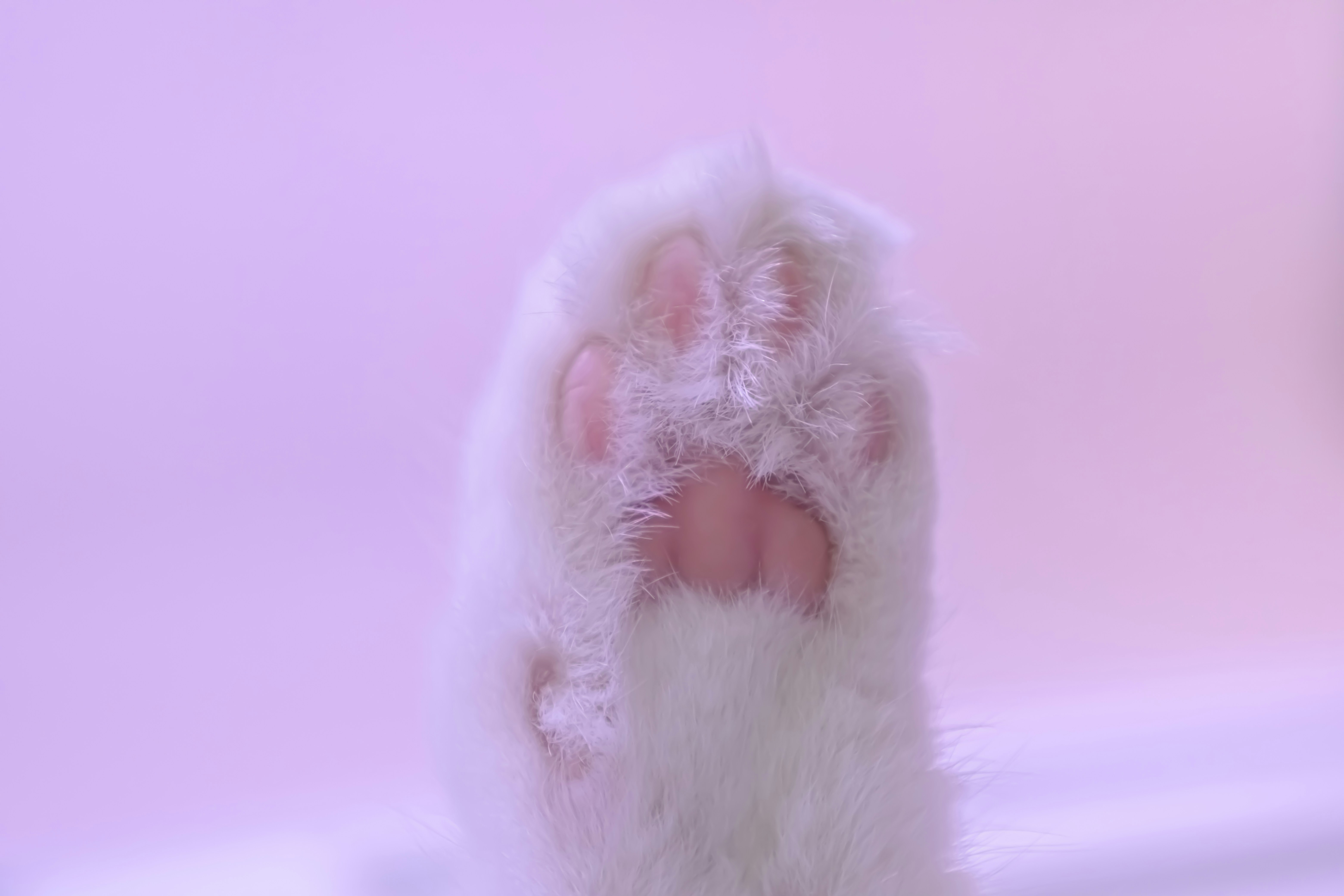 A fluffy white cat paw with pink pads.