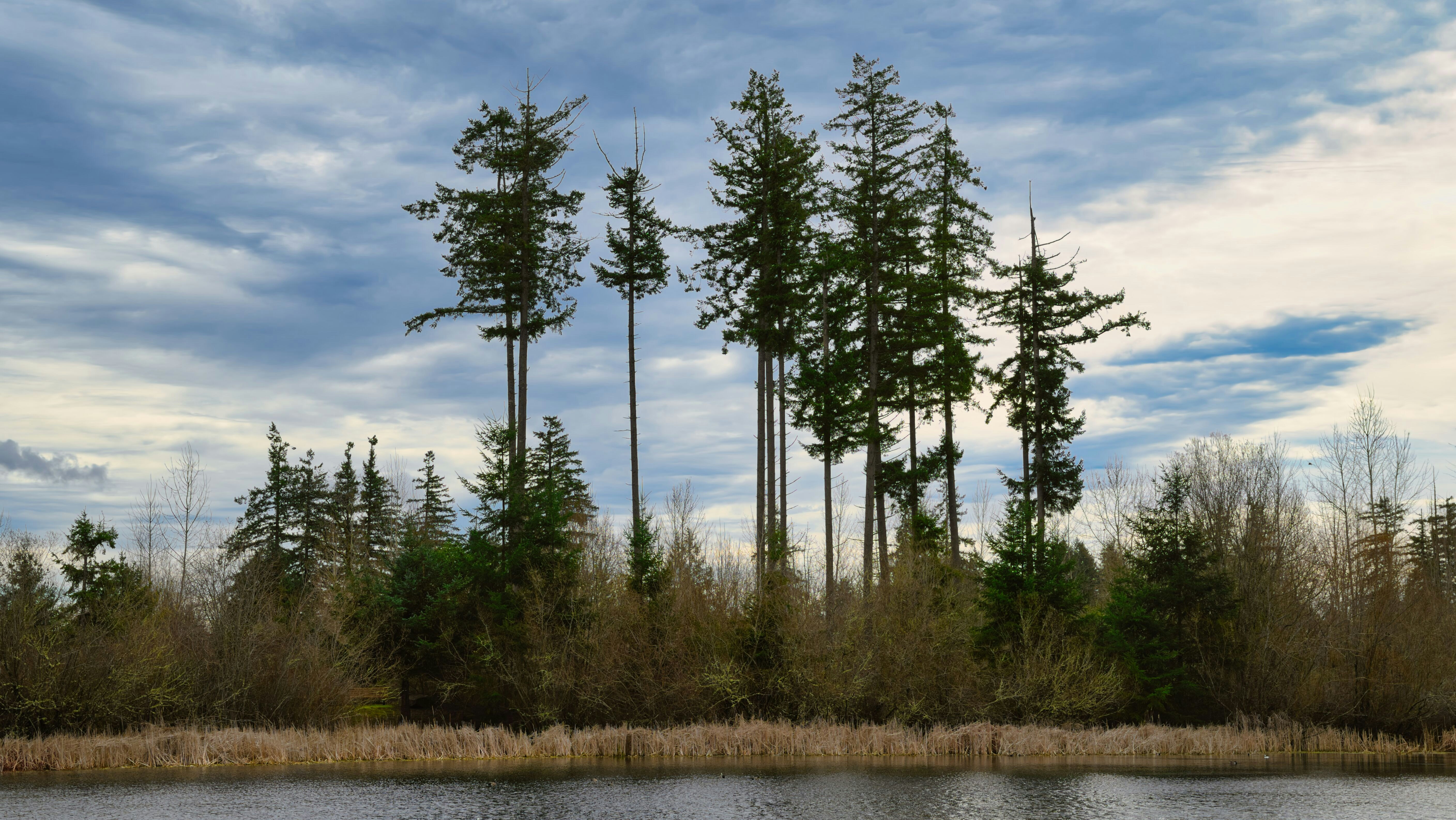 Alti alberi sempreverdi si ergevano accanto a un specchio d'acqua calmo.