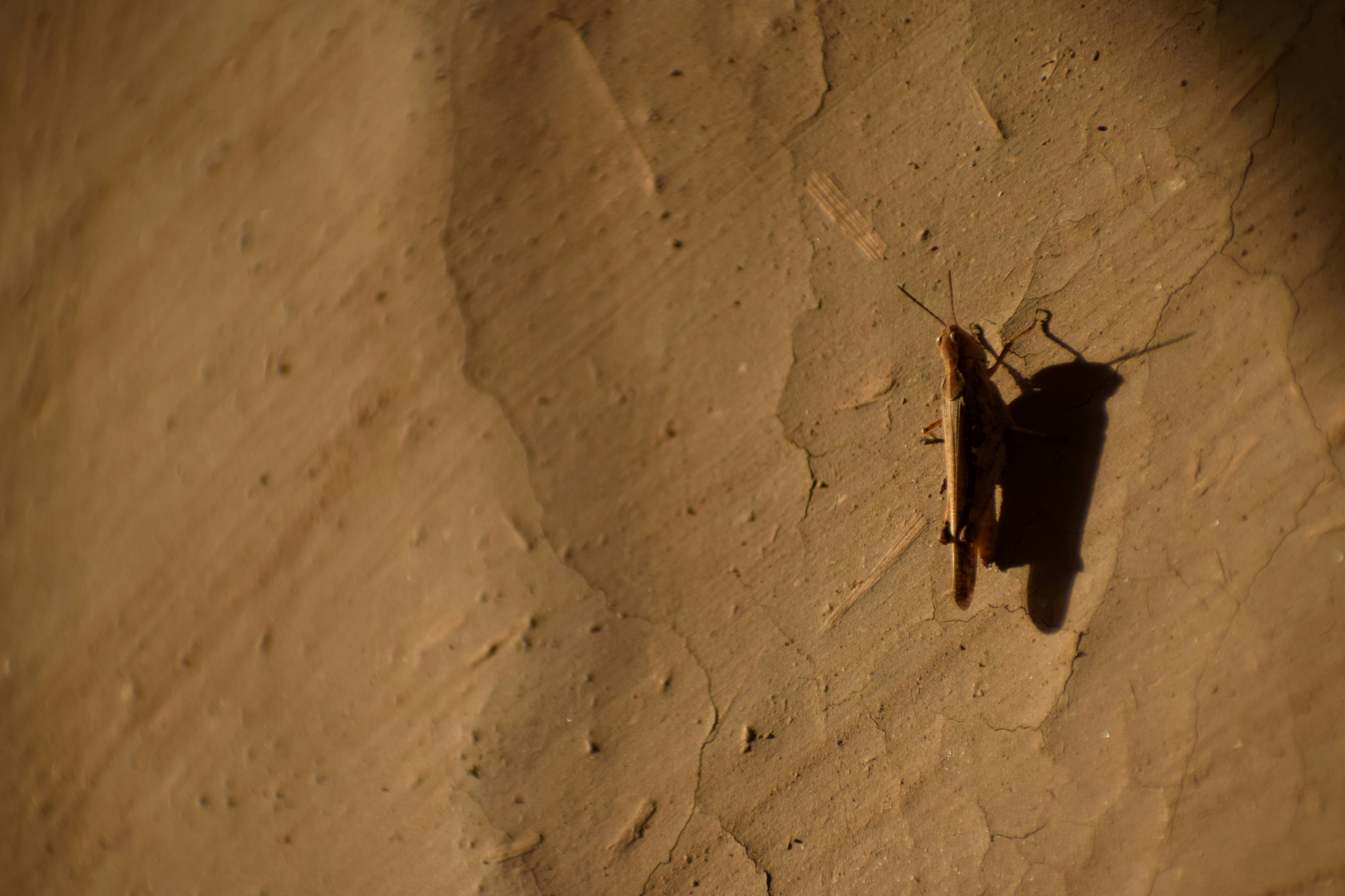 Two cockroaches on a textured wall