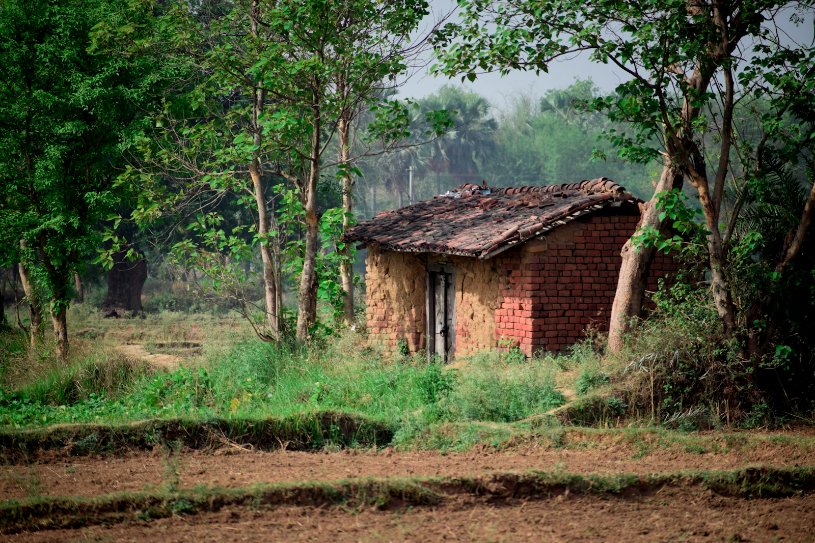 Sita's Tharu Family Homestay