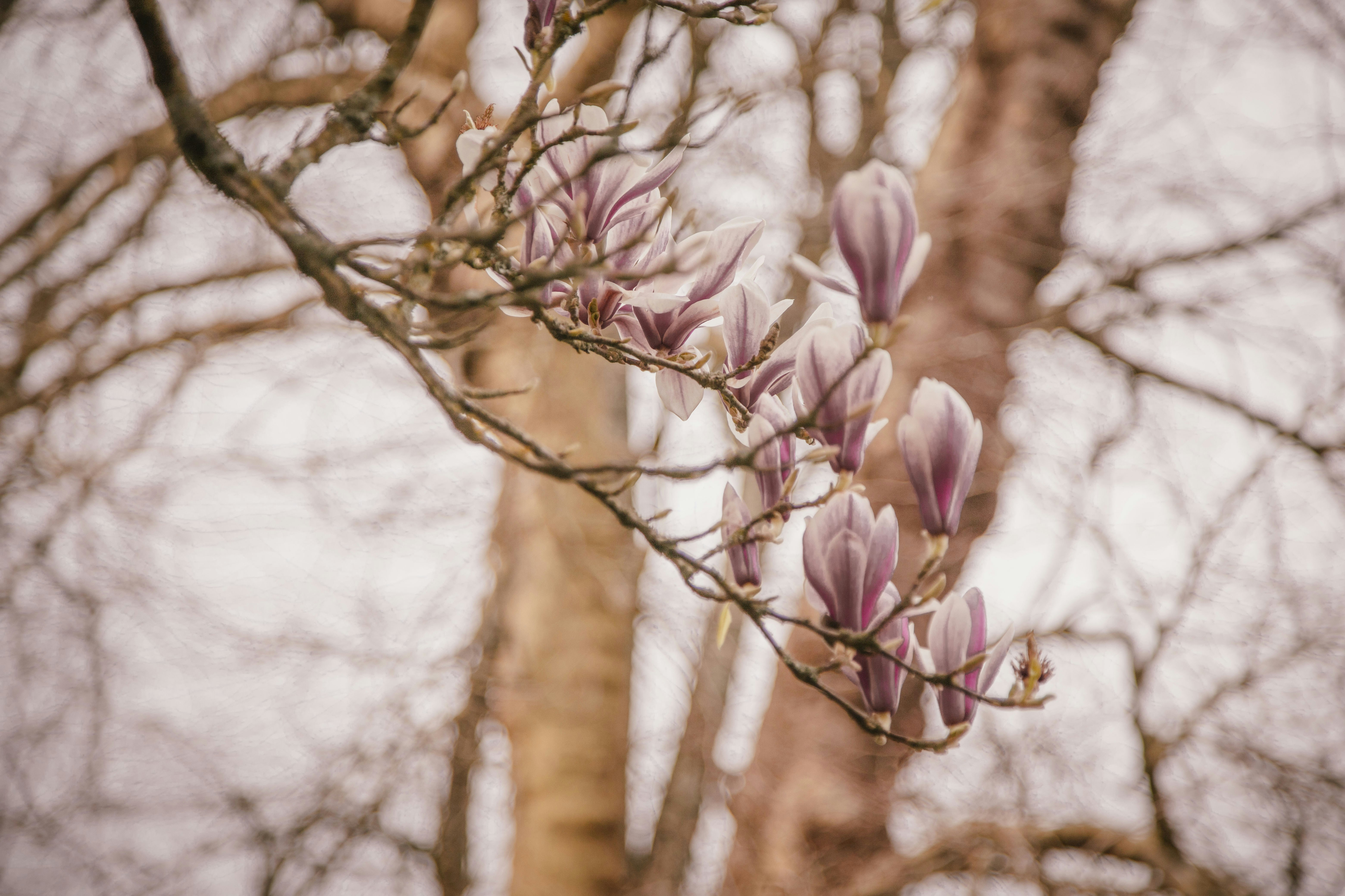 Pink magnolia blossoms on a bare tree branch.