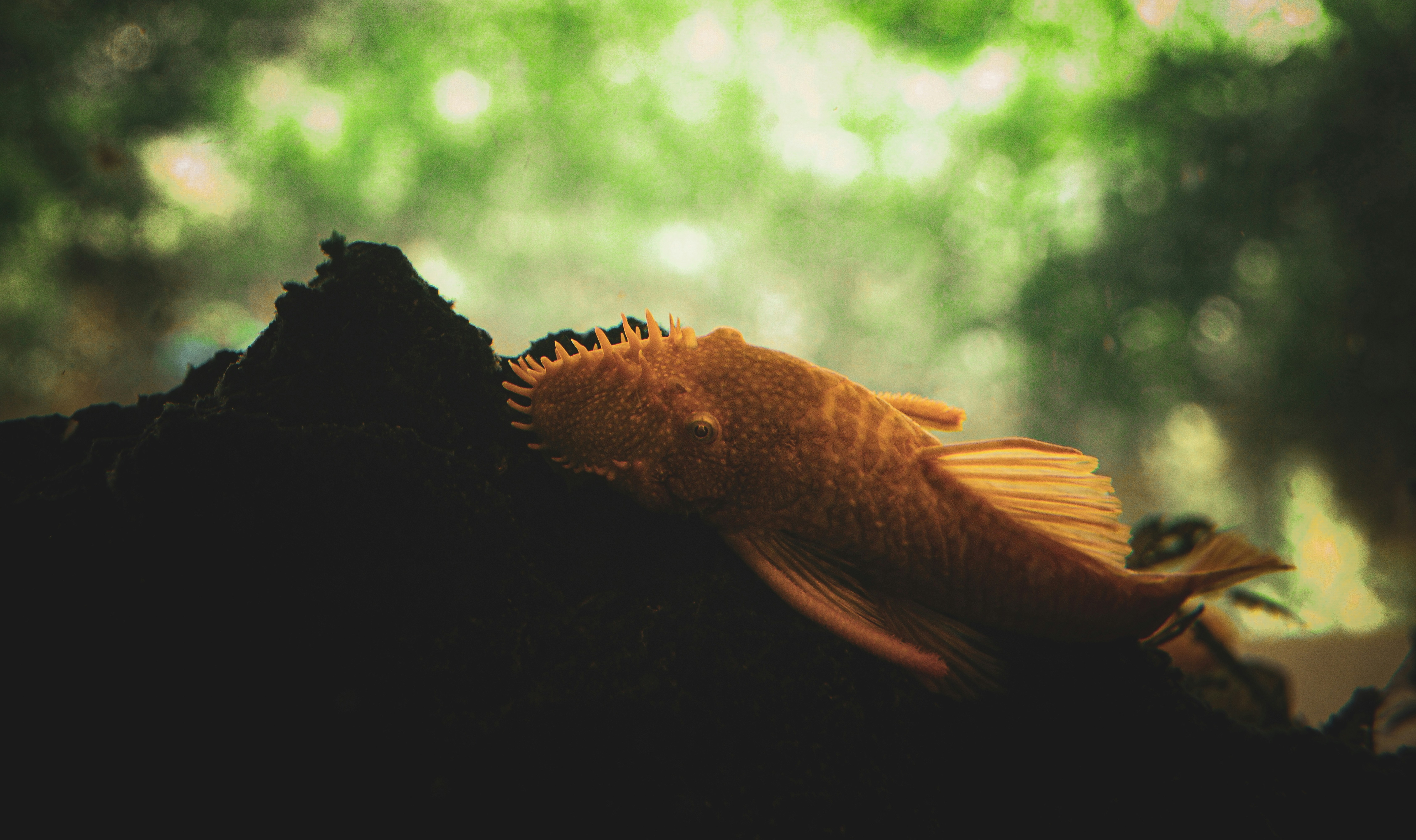 A golden fish rests on a dark rock.
