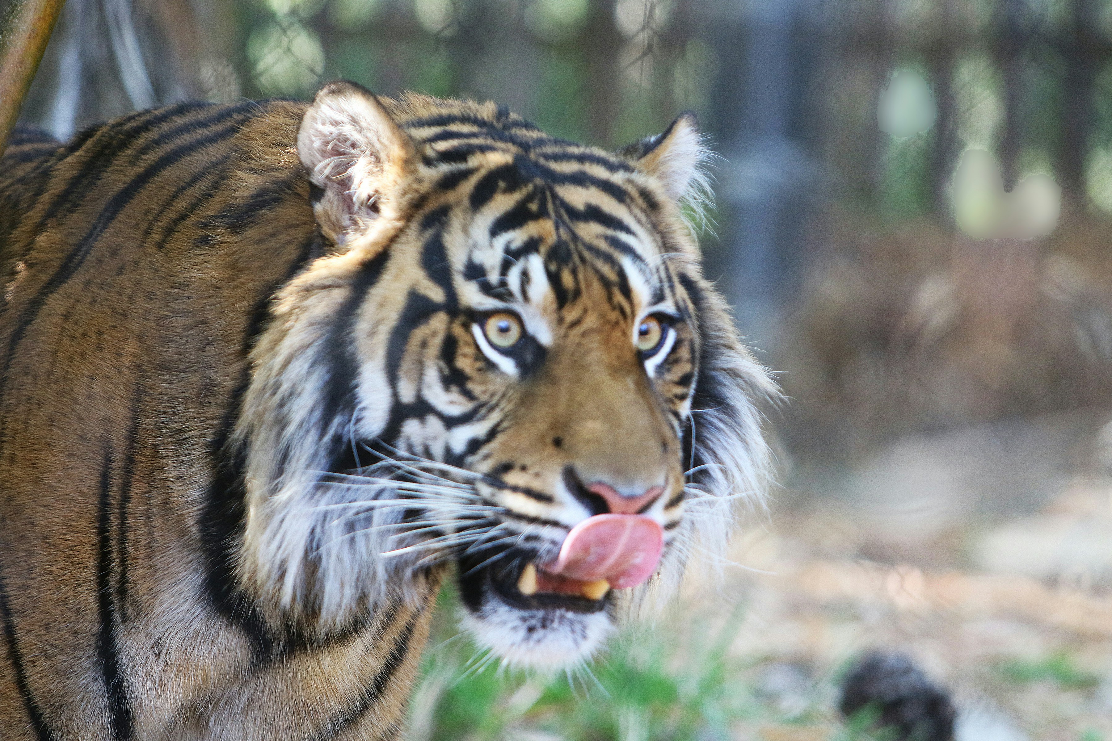 Tigre che si lecca il naso con la lingua fuori