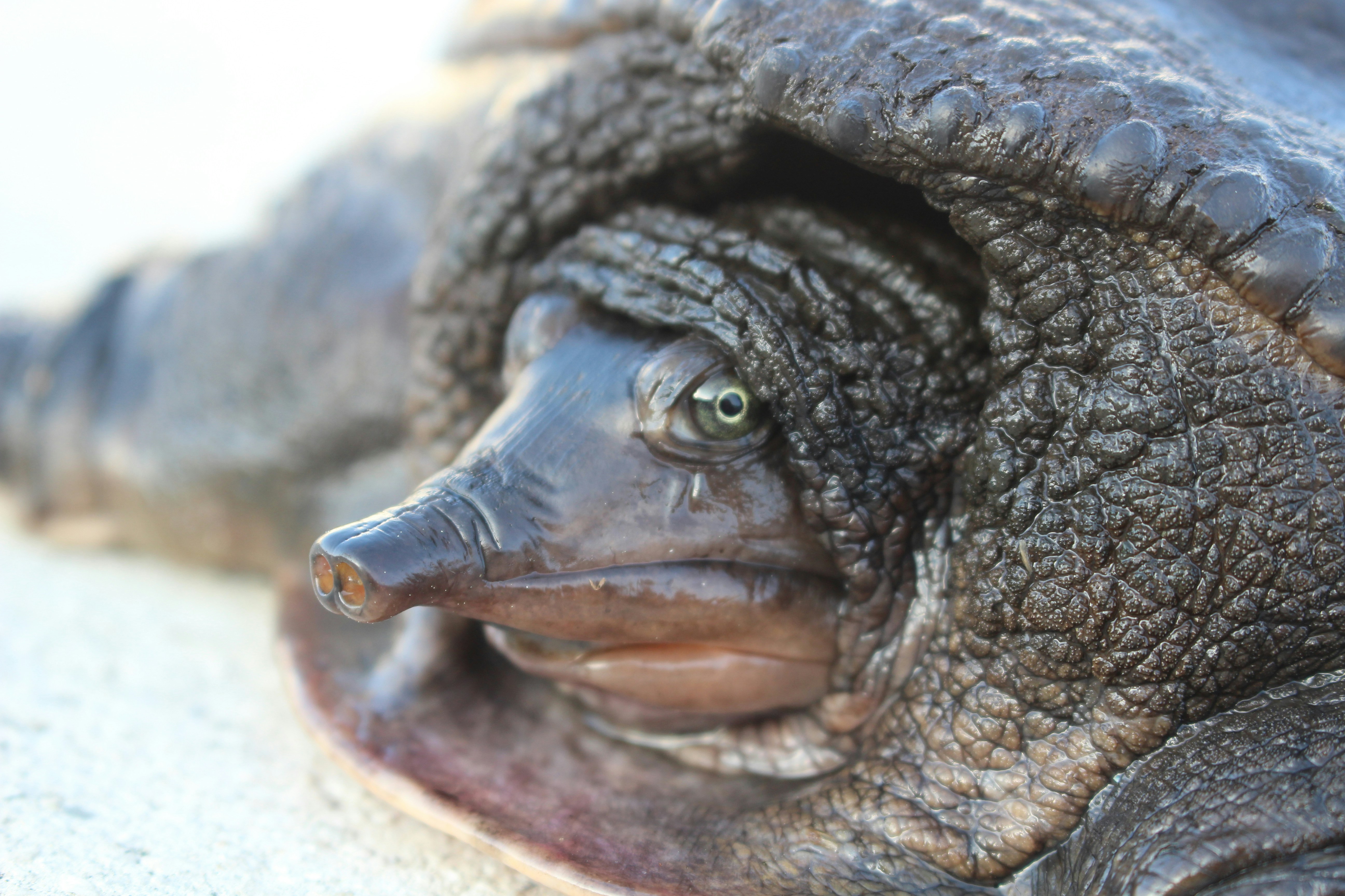 A close-up of a softshell turtle's head.