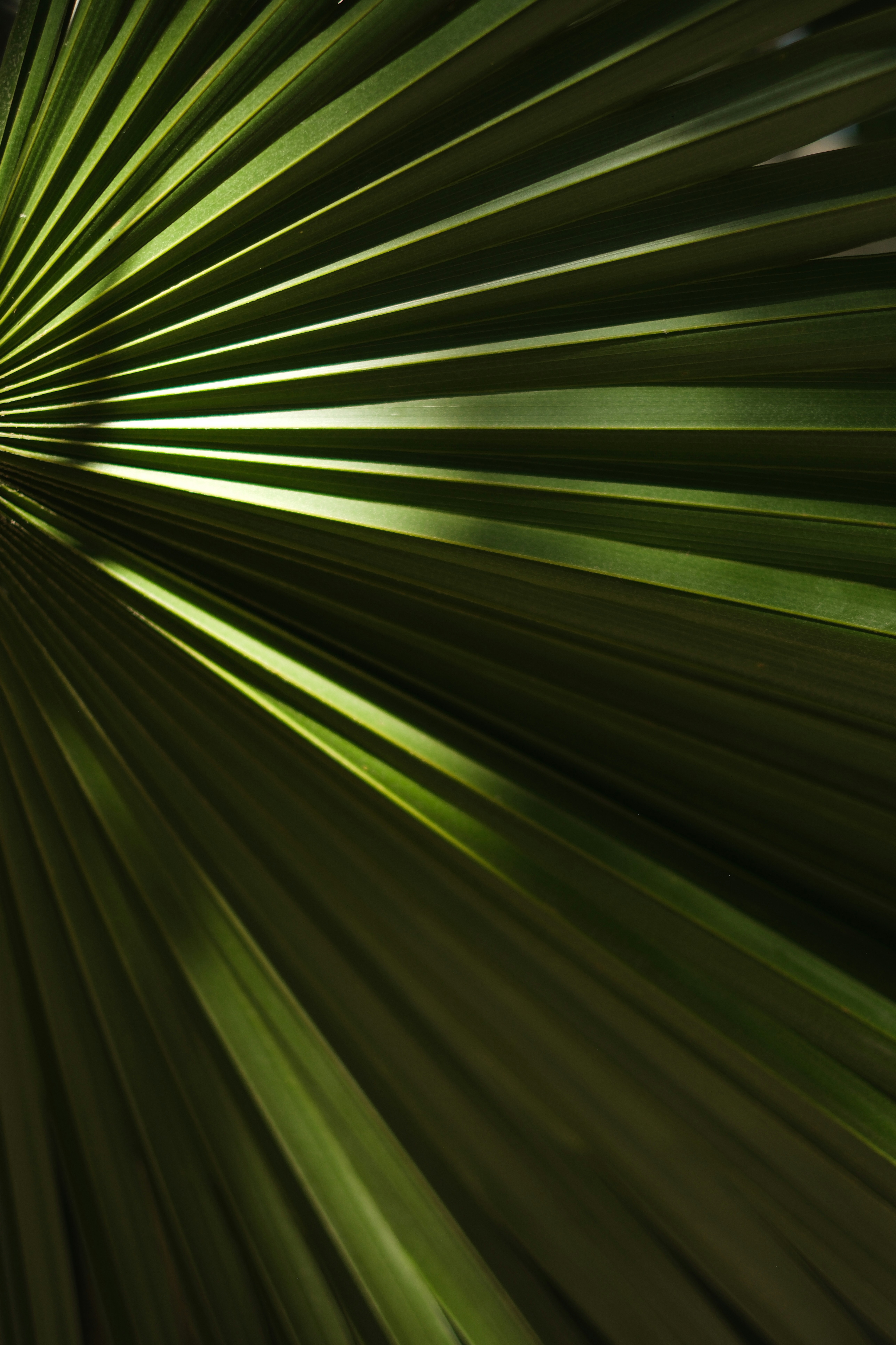 Photo of Close-up of a green palm leaf with sunlight filtering through. by Kseniia Lobko