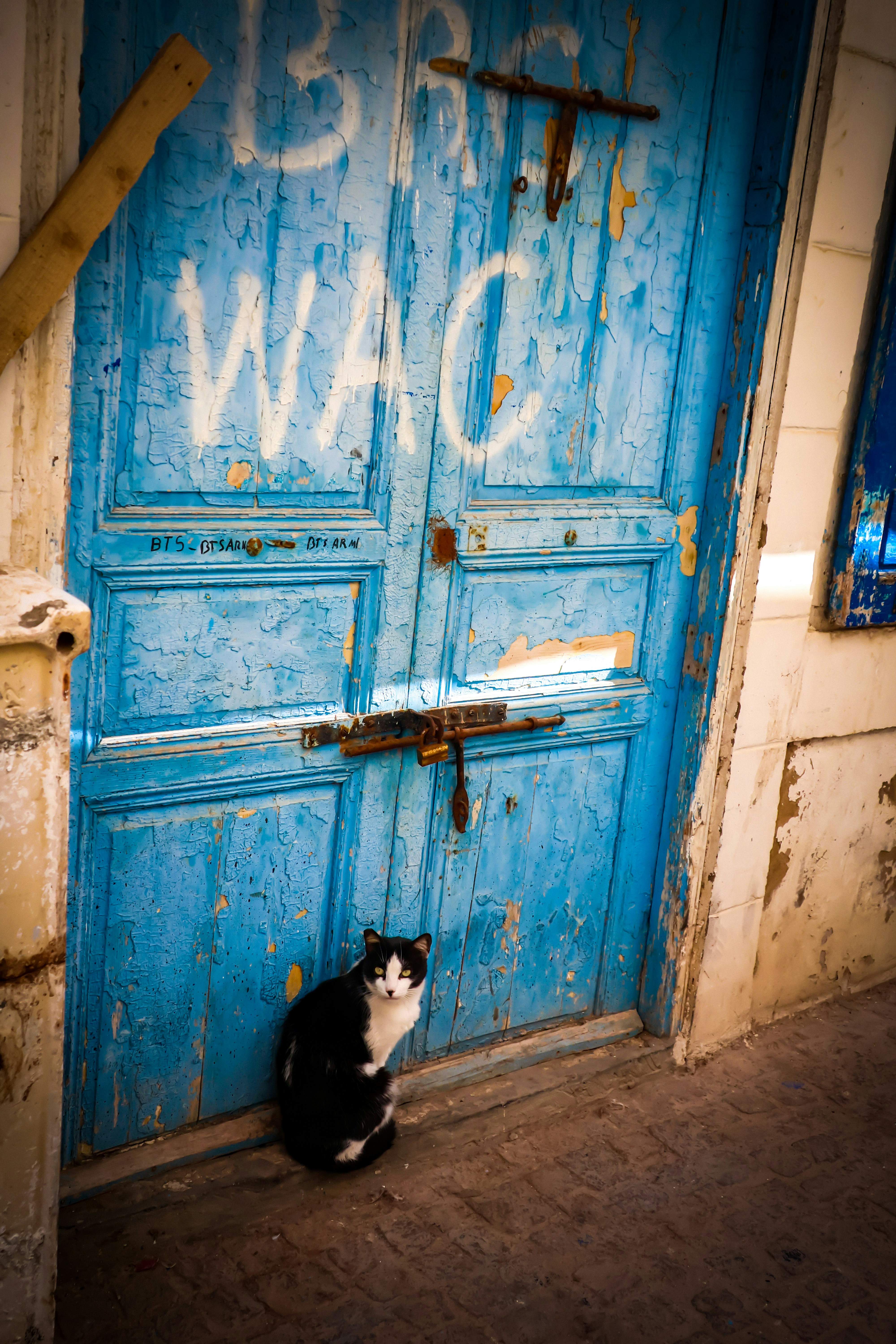 Un chat noir et blanc est assis près d’une porte bleue usée.