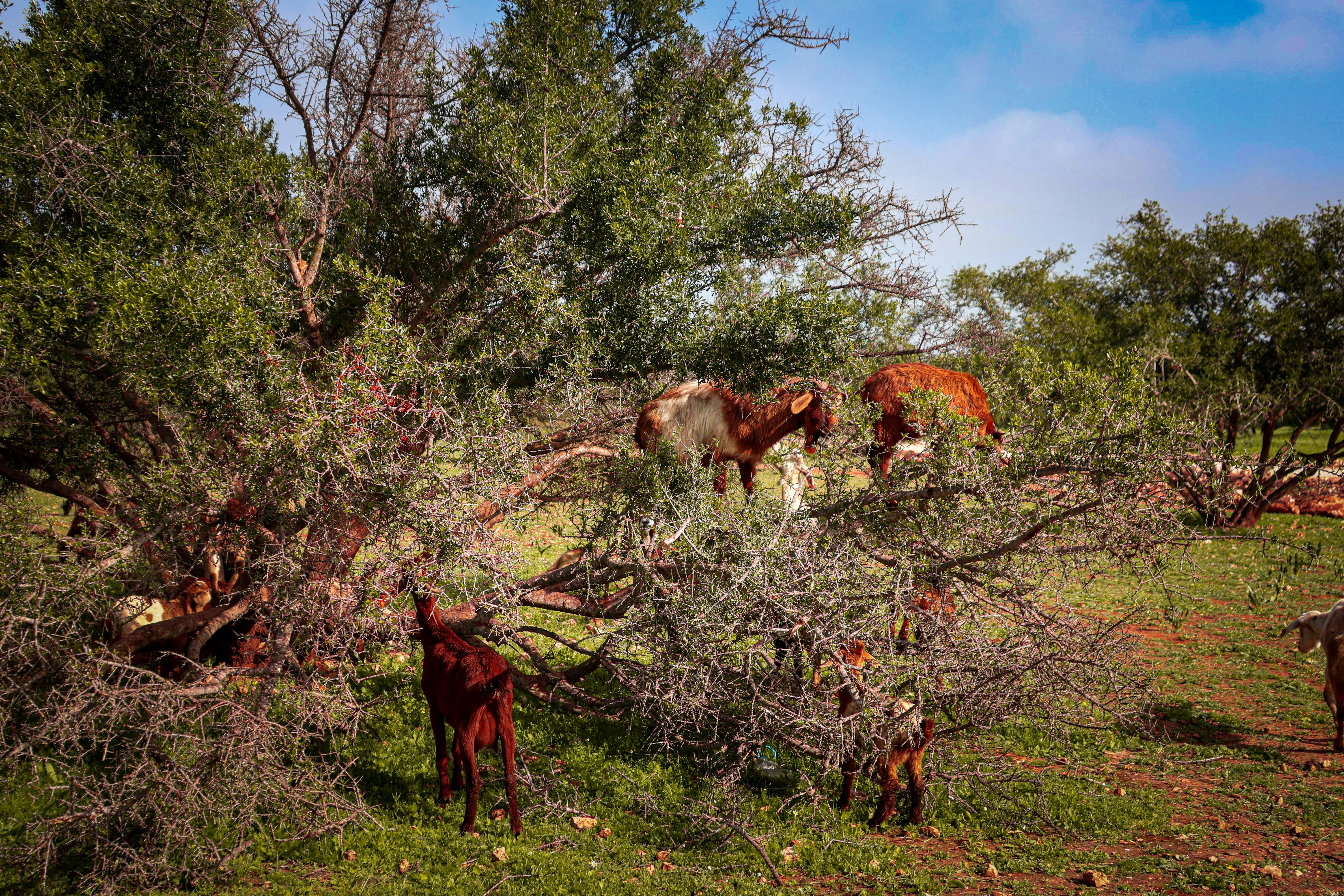 Des chèvres grimpant et mangeant dans un arbre.